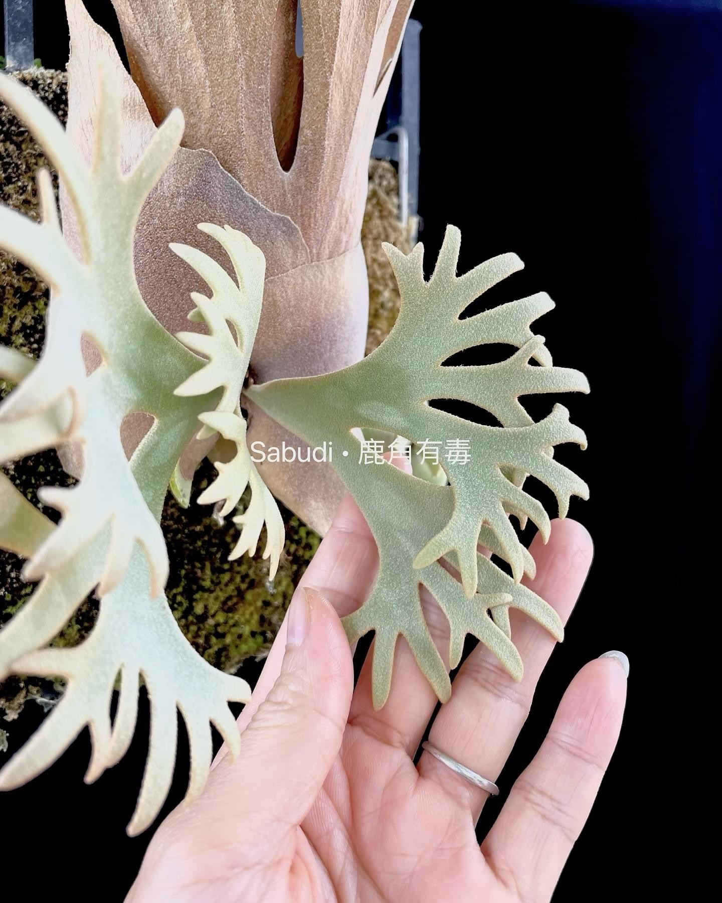 Platycerium Willinckii Yellow moon spore”Dwarf select “#48