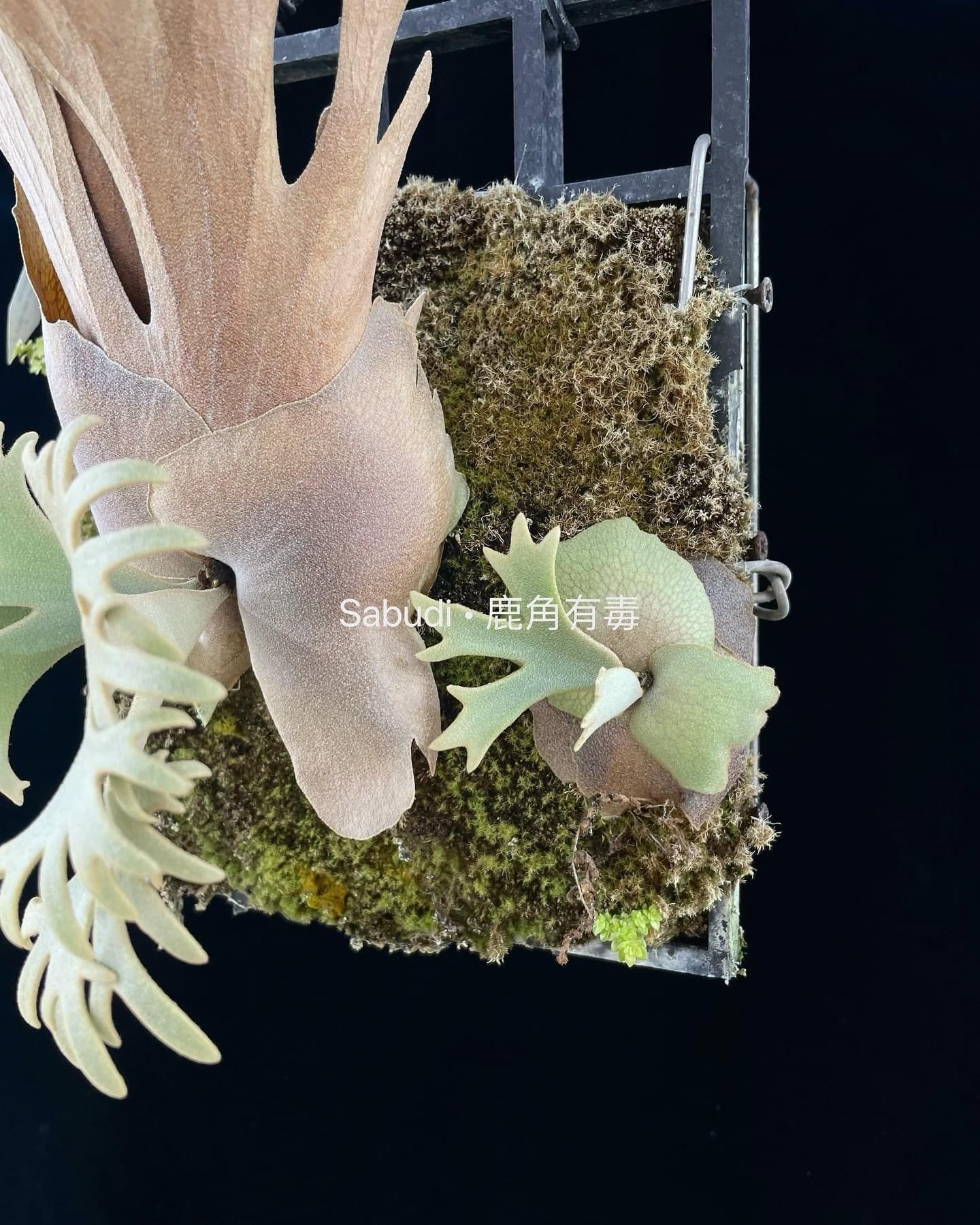 Platycerium Willinckii Yellow moon spore”Dwarf select “#48