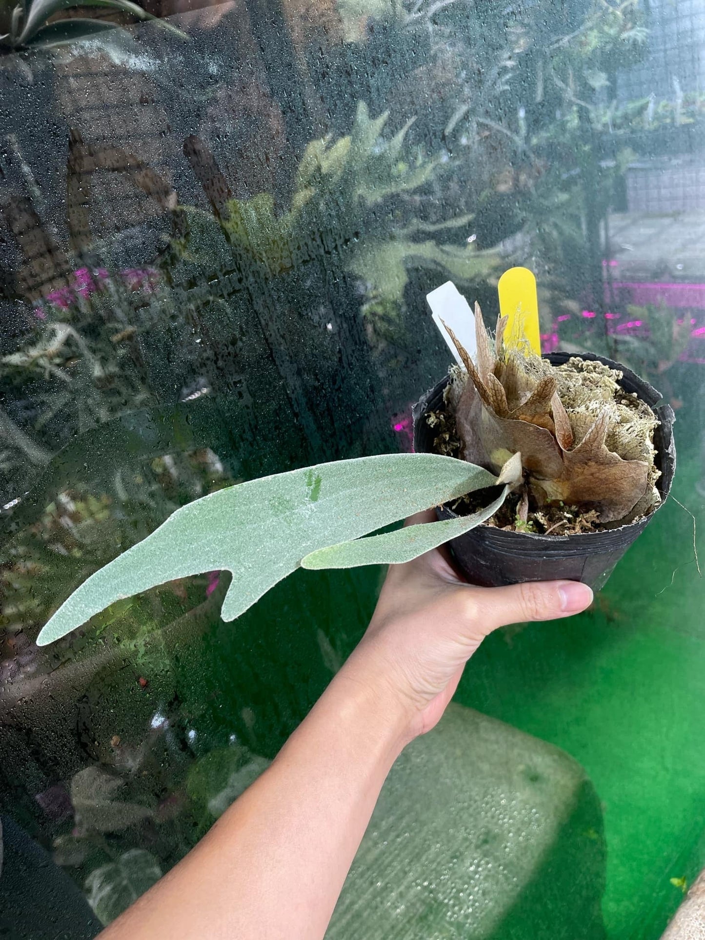 Platycerium Pewchan “Snow Queen”