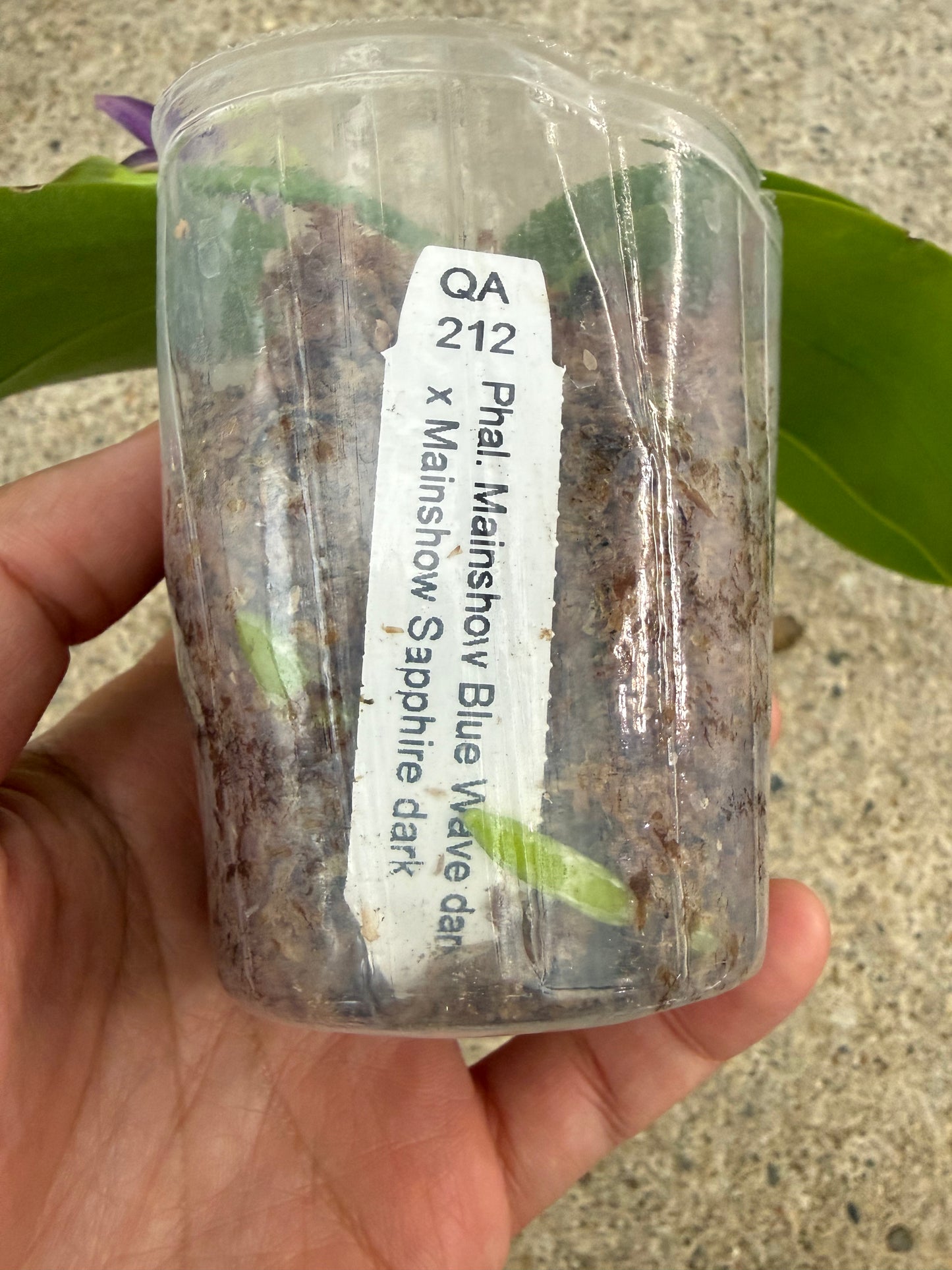 Phalaenopsis MS Sapphire Tide
