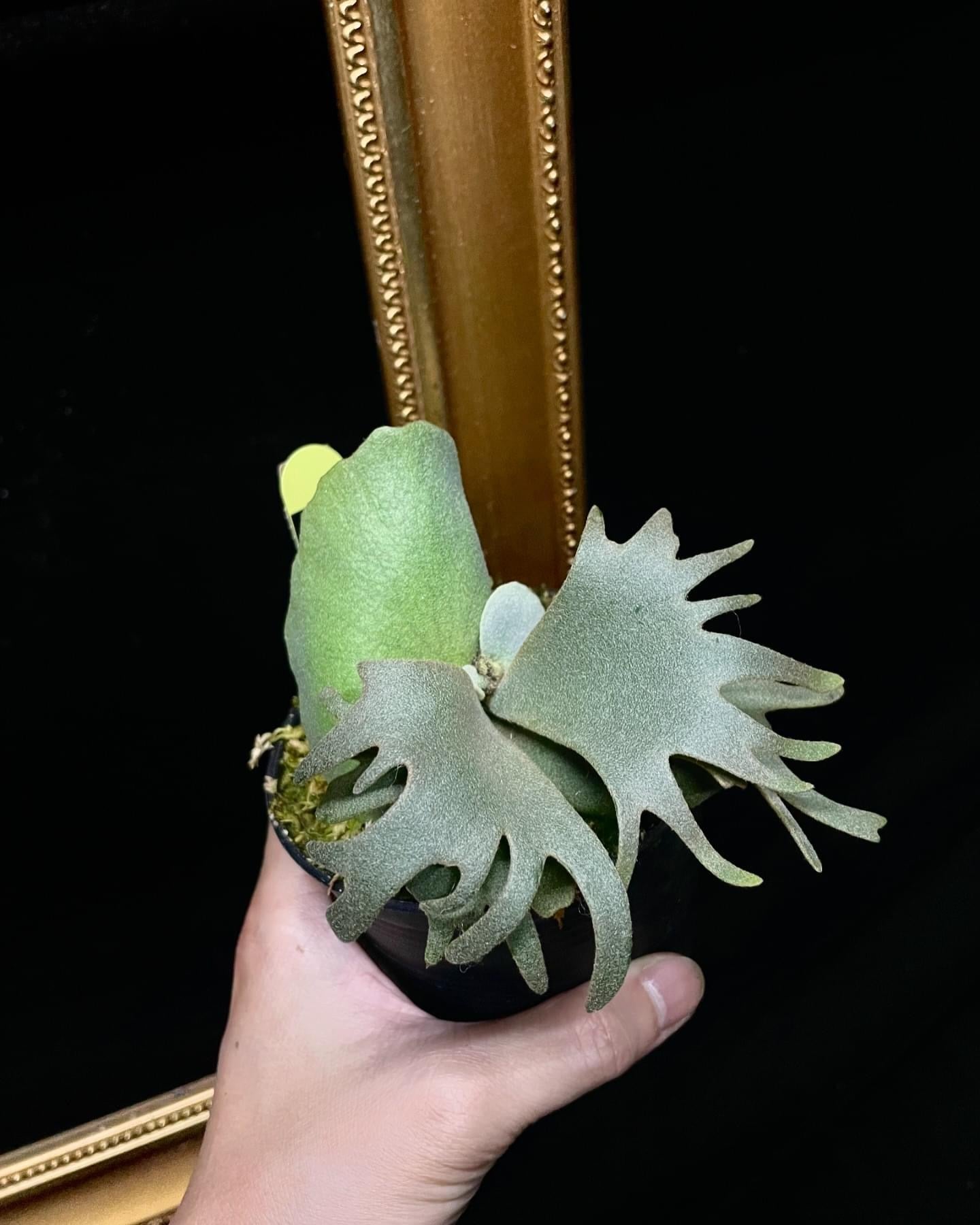 Platycerium Willinckii “Brown Lion”