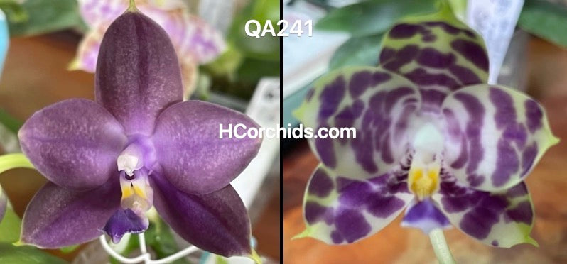 Phalaenopsis (Mainshow Sapphire x Mainshow Mermaid ‘411 Select’)