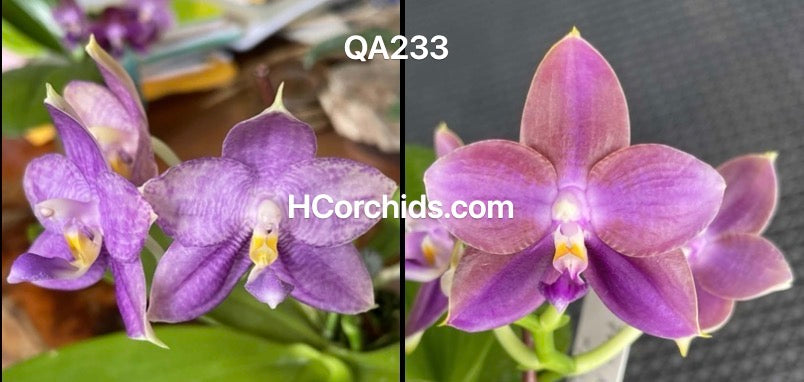 Phalaenopsis (Mainshow Starry Night x MS Magic Princess)