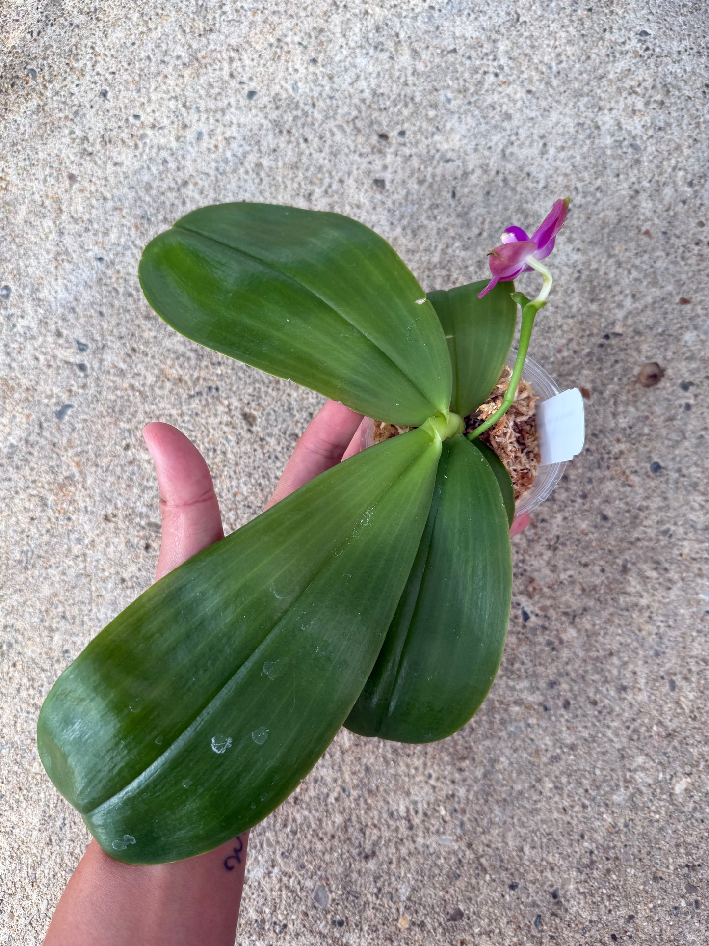 Phalaenopsis ((Mok Choi Yew x SWR GV) x Mituo Reflex Dragon ‘Blue-2’)