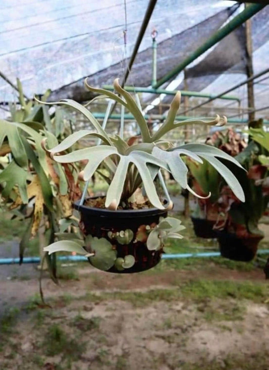 Platycerium Hakuna Matata pup