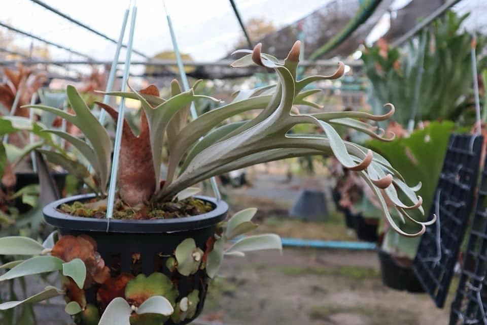 Platycerium Hakuna Matata pup