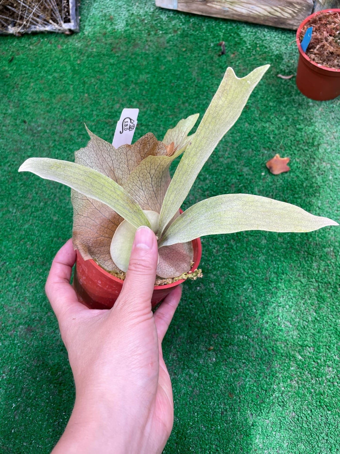 Platycerium Aor Chao