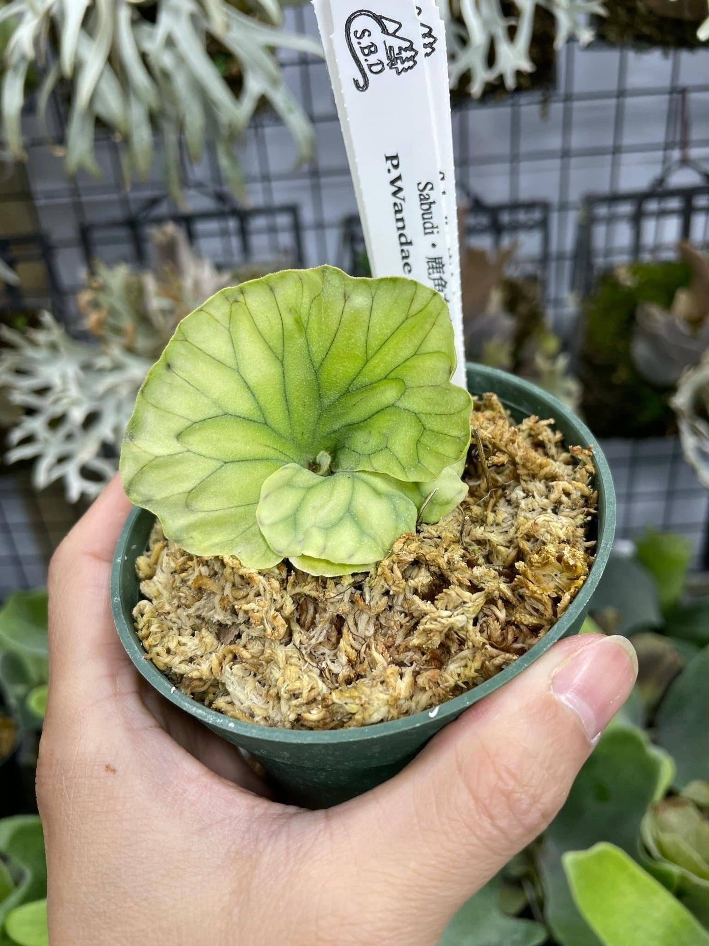 Platycerium Wandae Dwarf