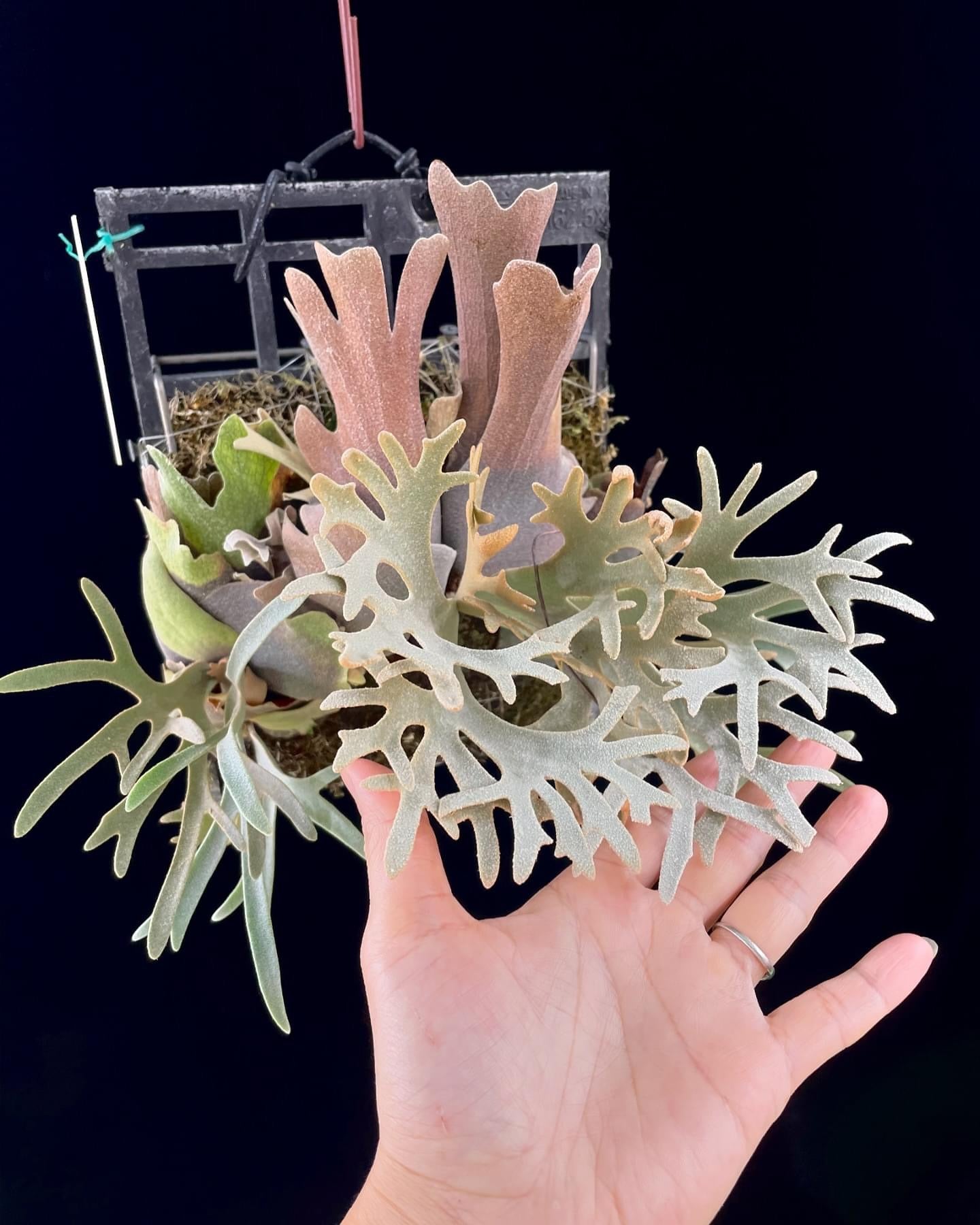 Platycerium Willinckii Yellow moon spore”Dwarf select “#25