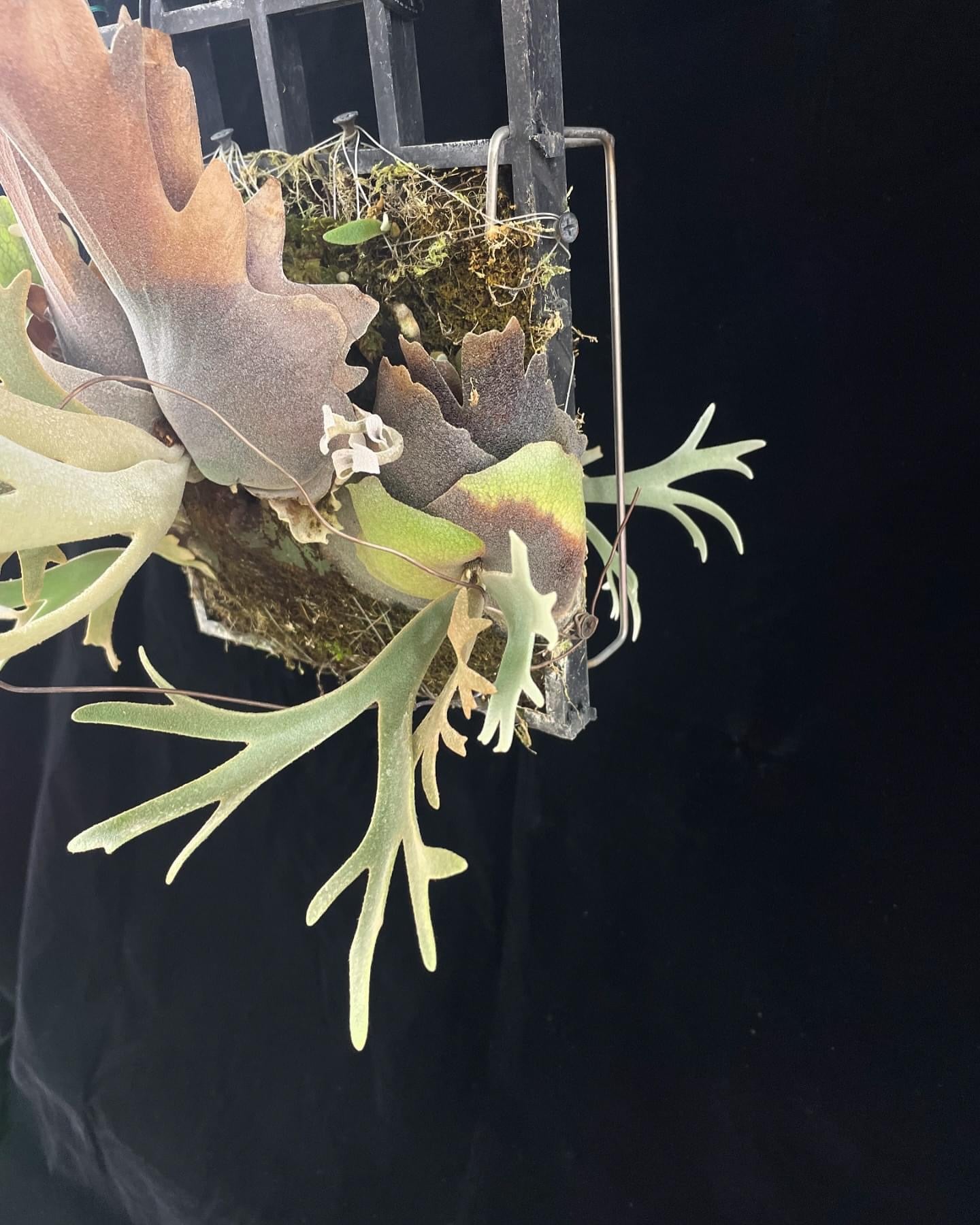 Platycerium Willinckii Yellow moon spore”Dwarf select “#25