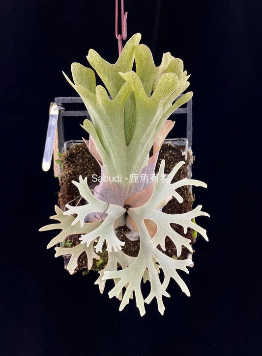 Platycerium Willinckii “Mr. Mime”