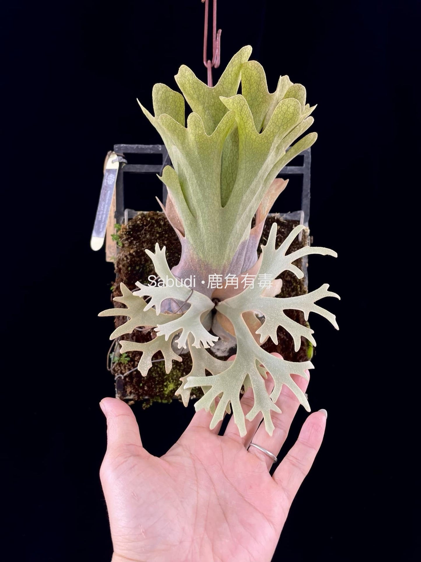 Platycerium Willinckii “Mr. Mime”