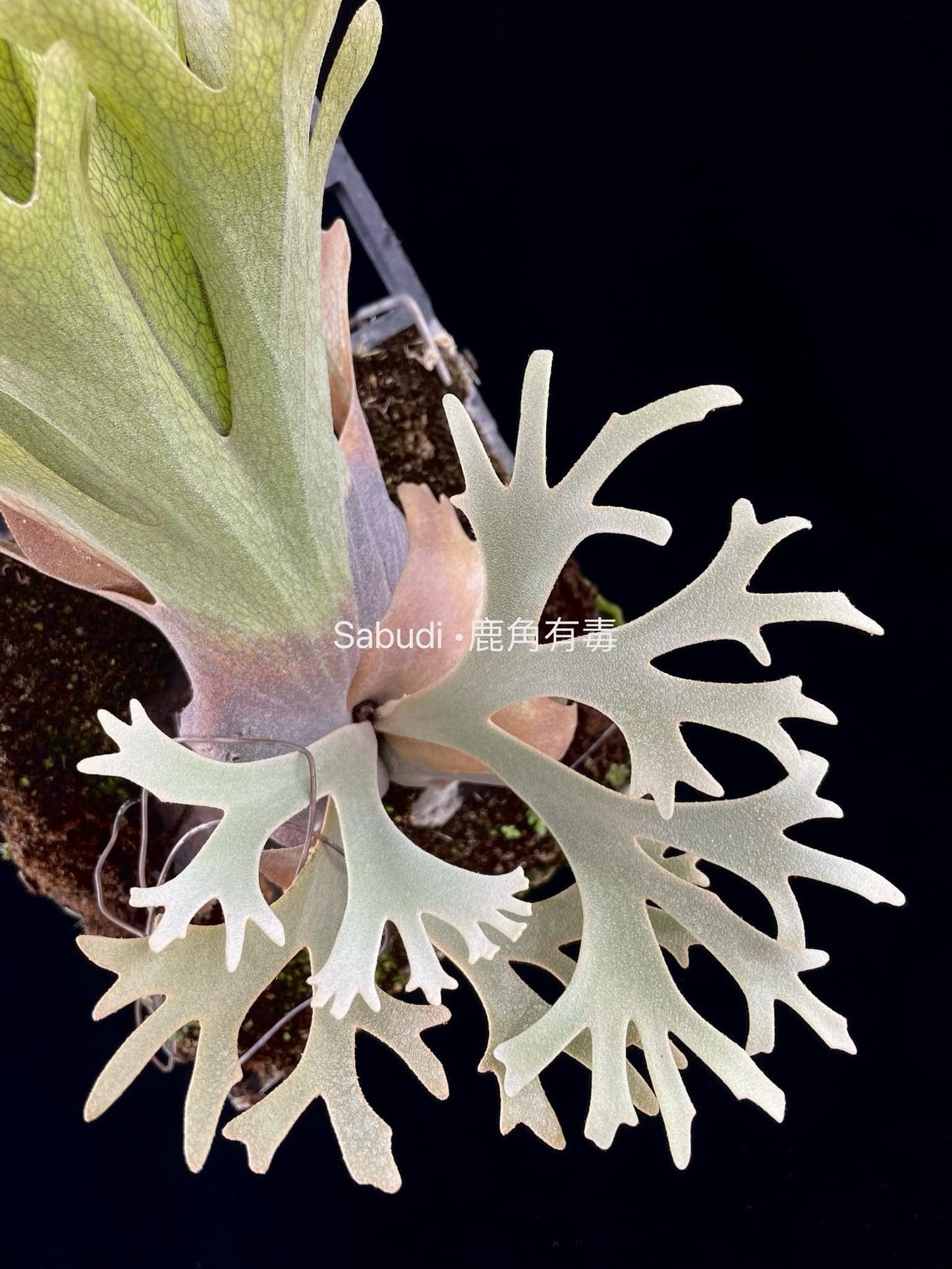 Platycerium Willinckii “Mr. Mime”