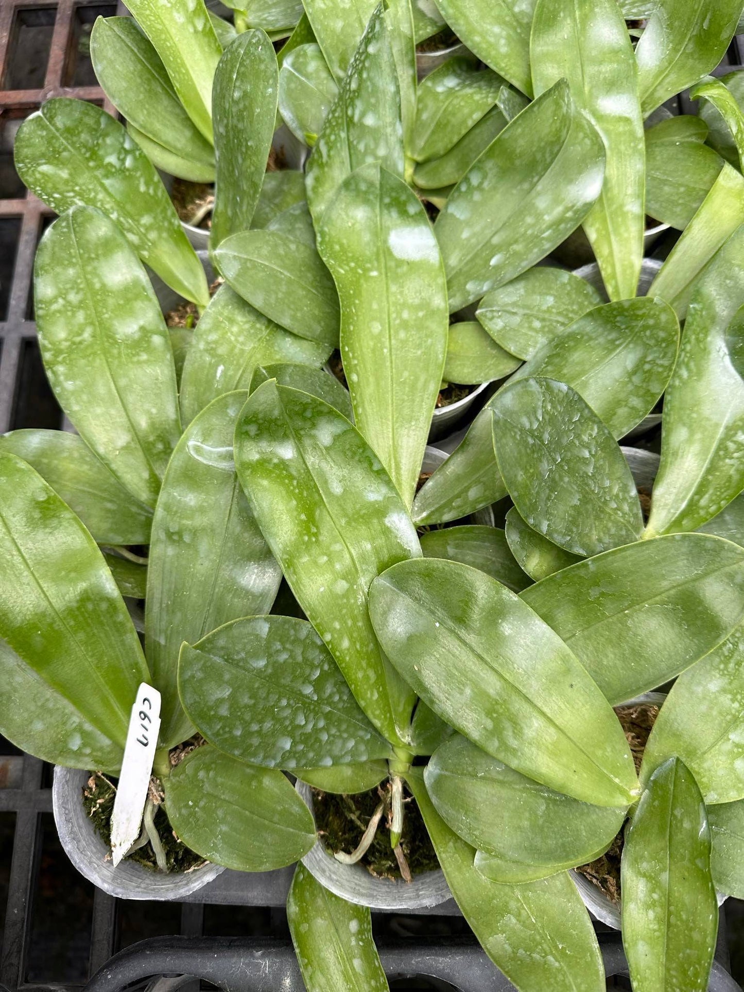 Healthy Phal. Yang Yang Blue Bellina x Lee Wai Queen seedlings in 2.5-inch pots, ready for planting and cultivation.