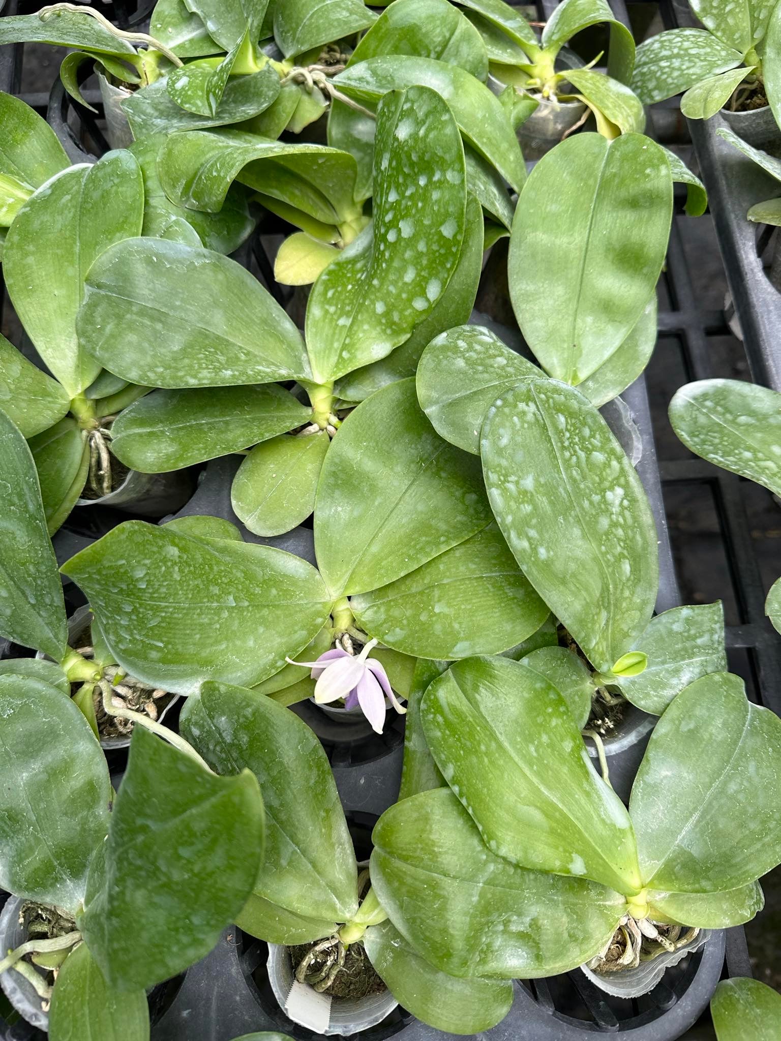 Young Phal. Lucien Samera x Phal. Vinh Long Red Sun seedlings with healthy green leaves. Novelty Phalaenopsis orchids in early growth stage.
