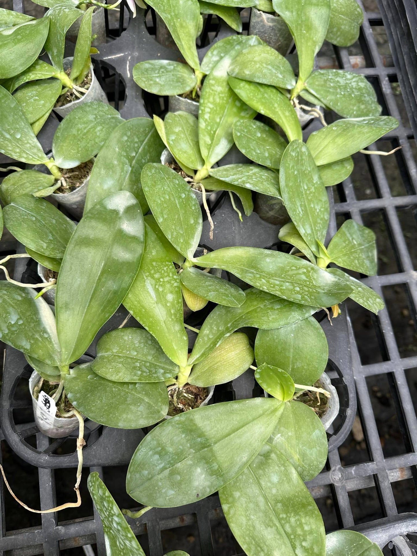 Young orchid seedlings of Phal. Yang Yang Blue Bellina x Phal. Vinh Long Red Sun in 2.5-inch pots, ready for growth and blooming.