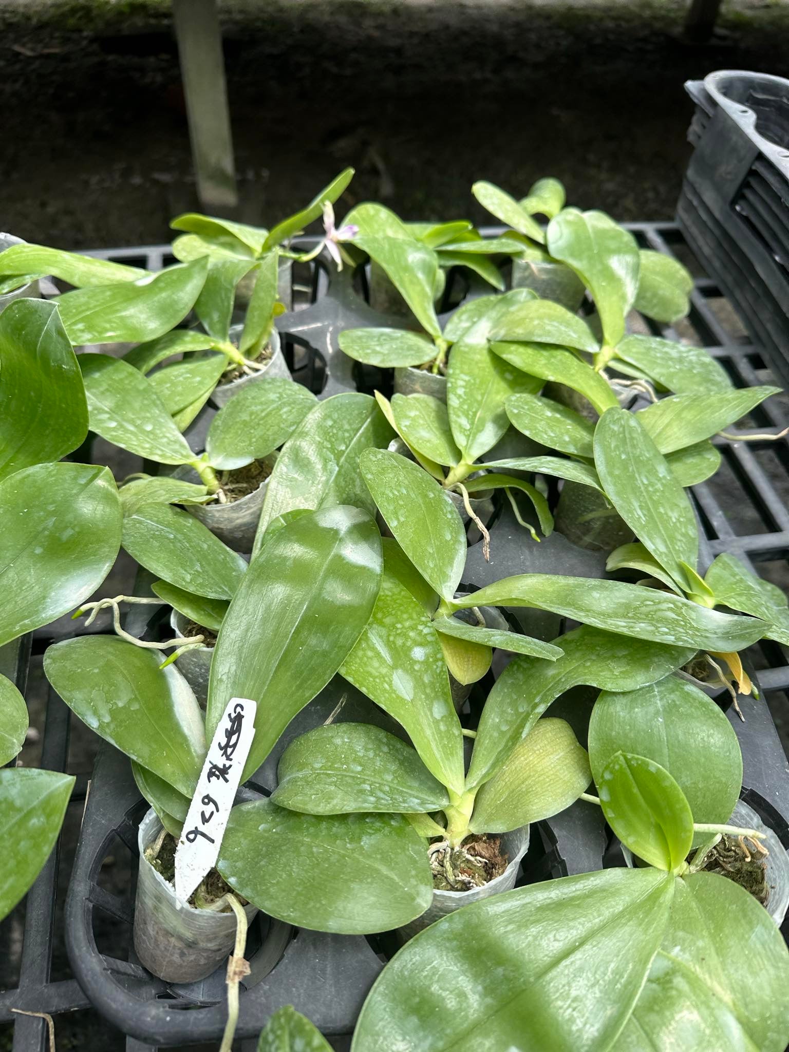 Seedlings of Phal. Vinh Long Red Sun x Phal. tetraspis, a rare fragrant Phalaenopsis hybrid. Healthy young plants ready for cultivation.