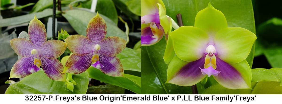 Freya's Blue Emerald Phalaenopsis with fragrant, sequential blooms in shades of emerald green, purple, and blue. Available in 2.5-inch pots.