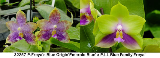 Freya's Blue Emerald Phalaenopsis with fragrant, sequential blooms in shades of emerald green, purple, and blue. Available in 2.5-inch pots.