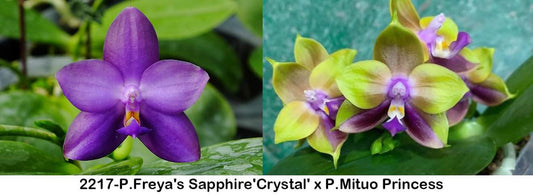 Freya Orchid Sapphire Phalaenopsis with vibrant purple and green-hued blooms. Unique fragrant orchid with sequential blooming, exclusive to the USA.