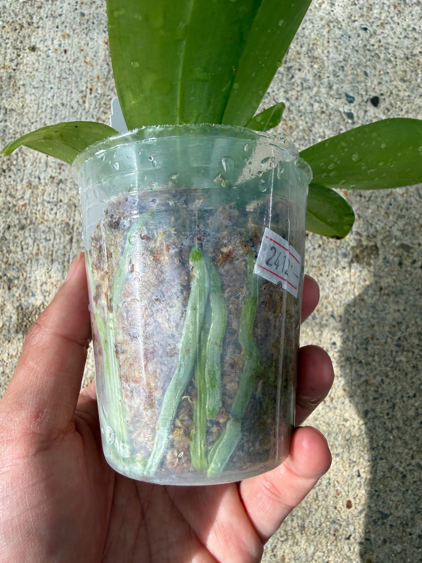 Phalaenopsis (Freya’s Blueberry Jam x Freya’s Deep Blue)