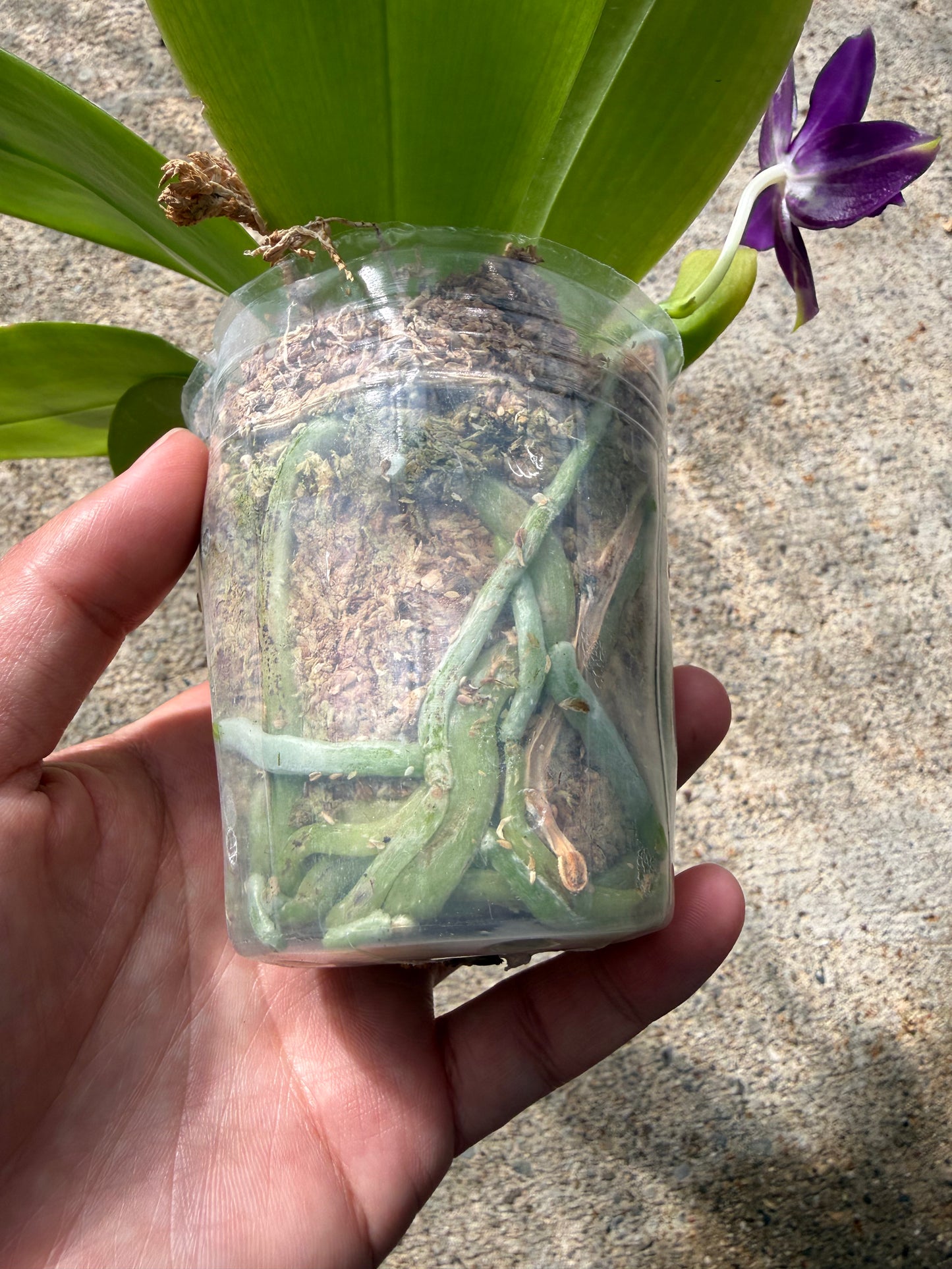 Phalaenopsis BKH 2397