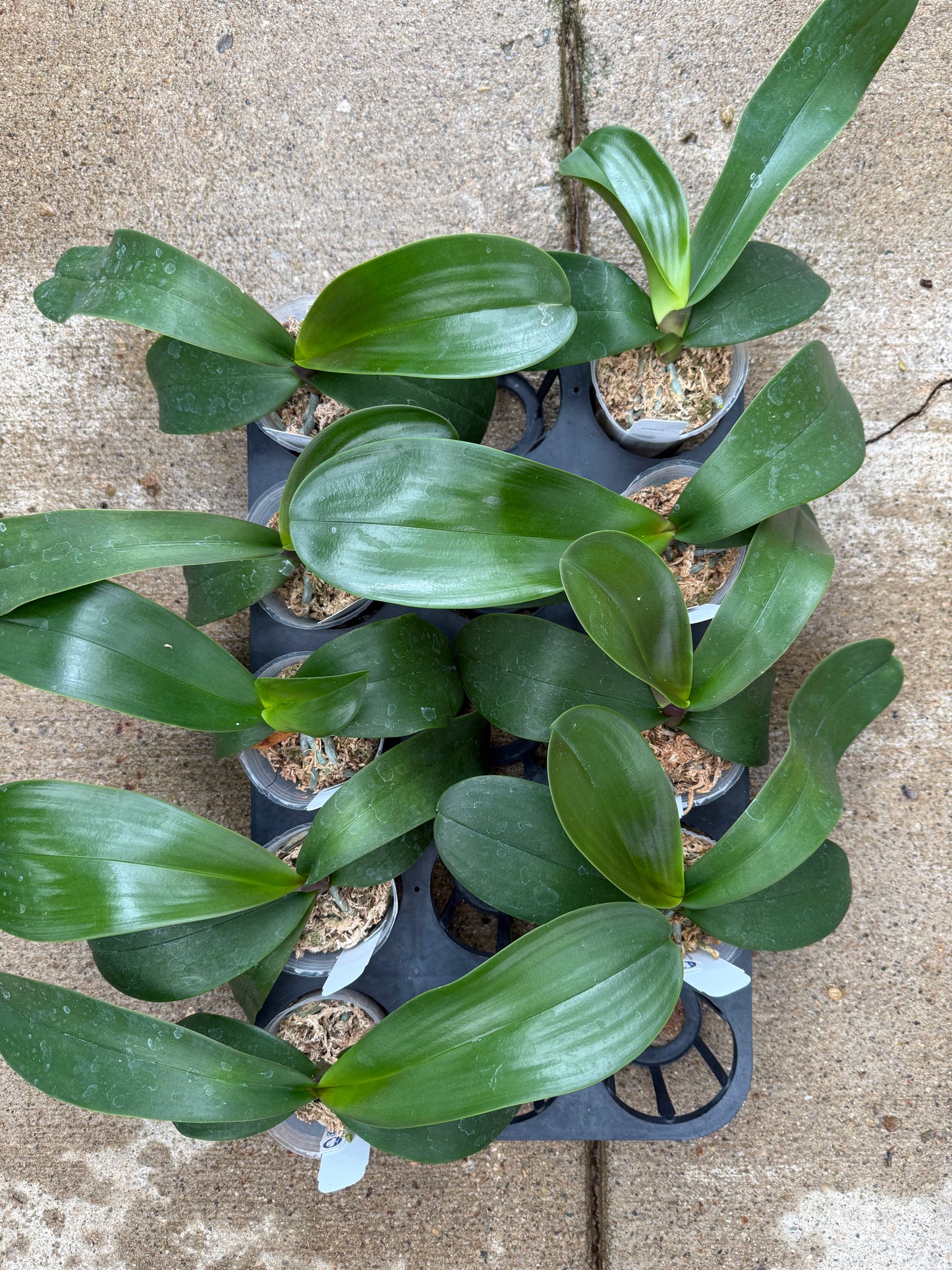 Phalaenopsis aprodite from Aurora