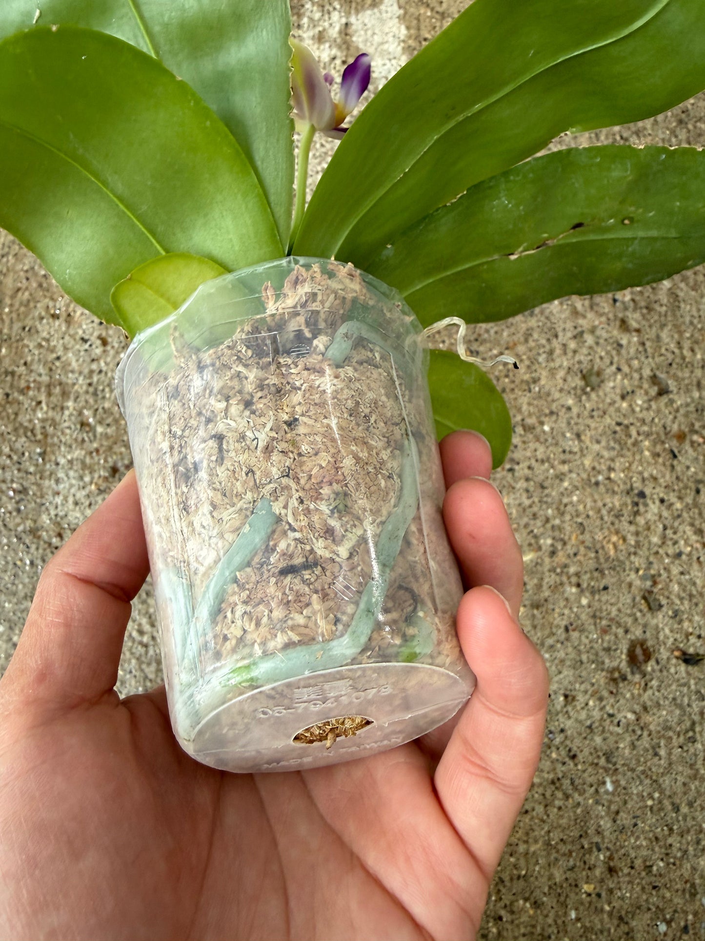 Phalaenopsis ((Peter Blue Diamond x Samera) x Yang Yang Blue Bellina)