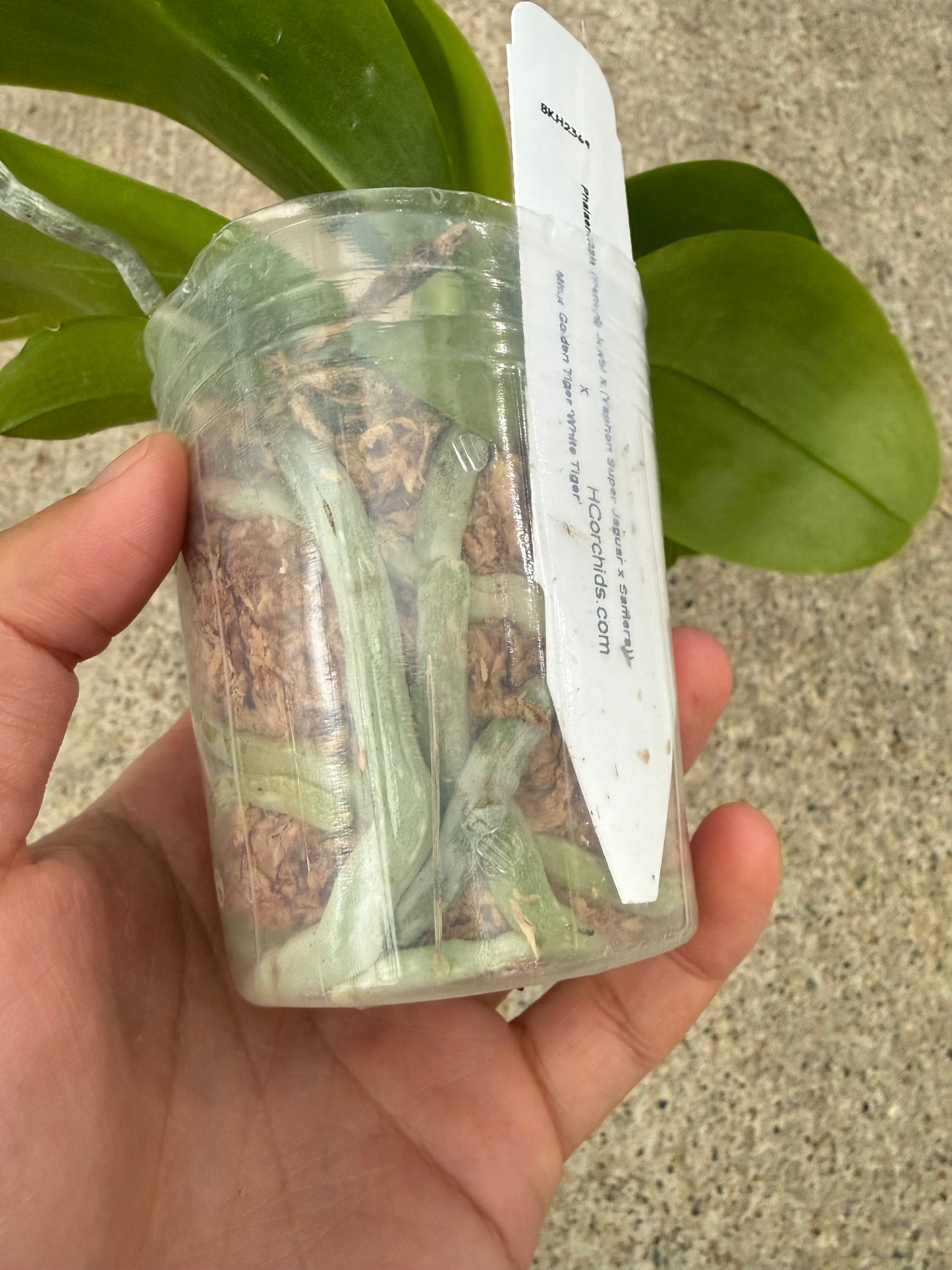 Phalaenopsis BKH 2369