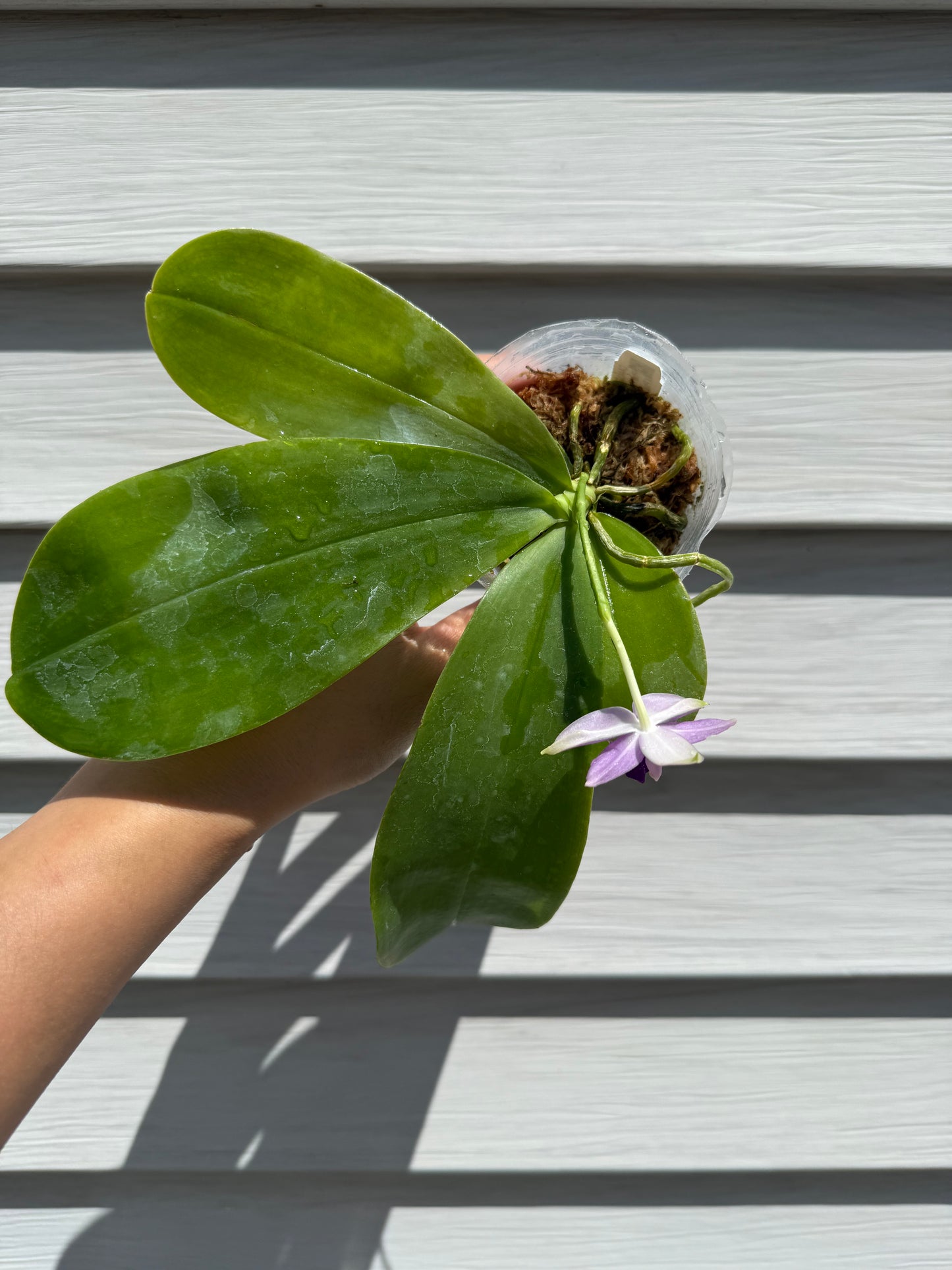 CA441 - Phal. Penang Violence "Blue" x Phal. Germaine Vincent