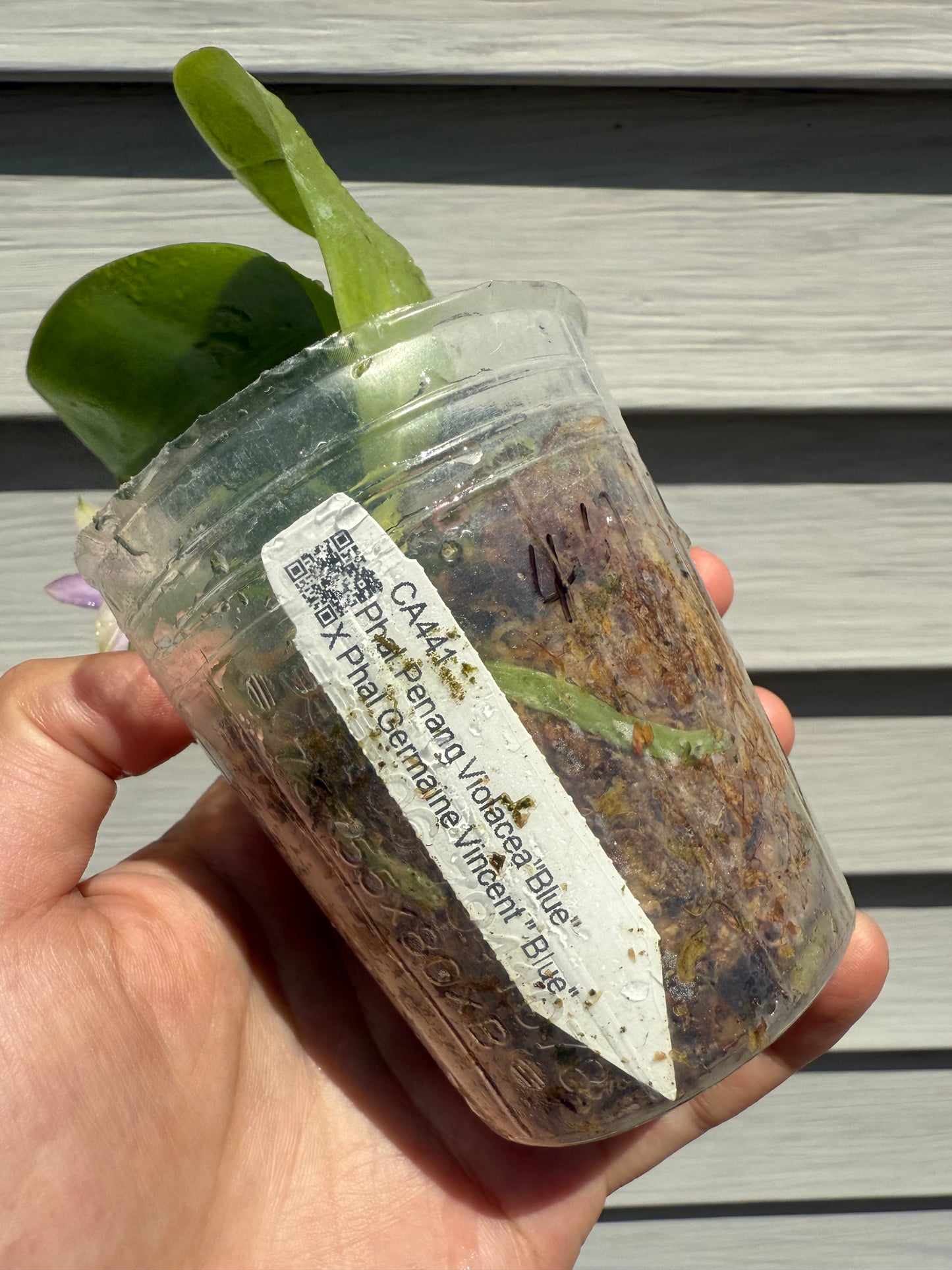 CA441 - Phal. Penang Violence "Blue" x Phal. Germaine Vincent