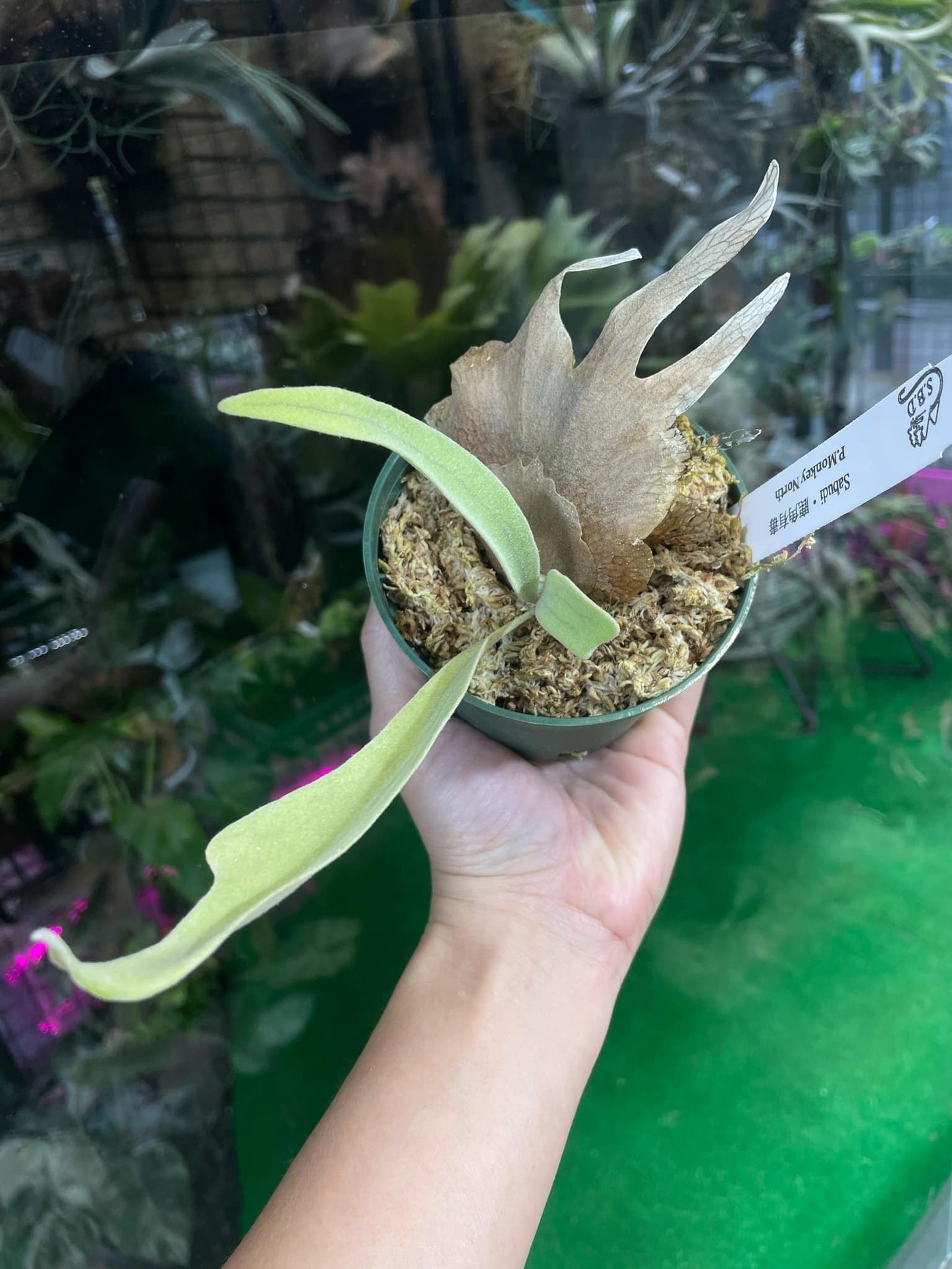 Platycerium Monkey North