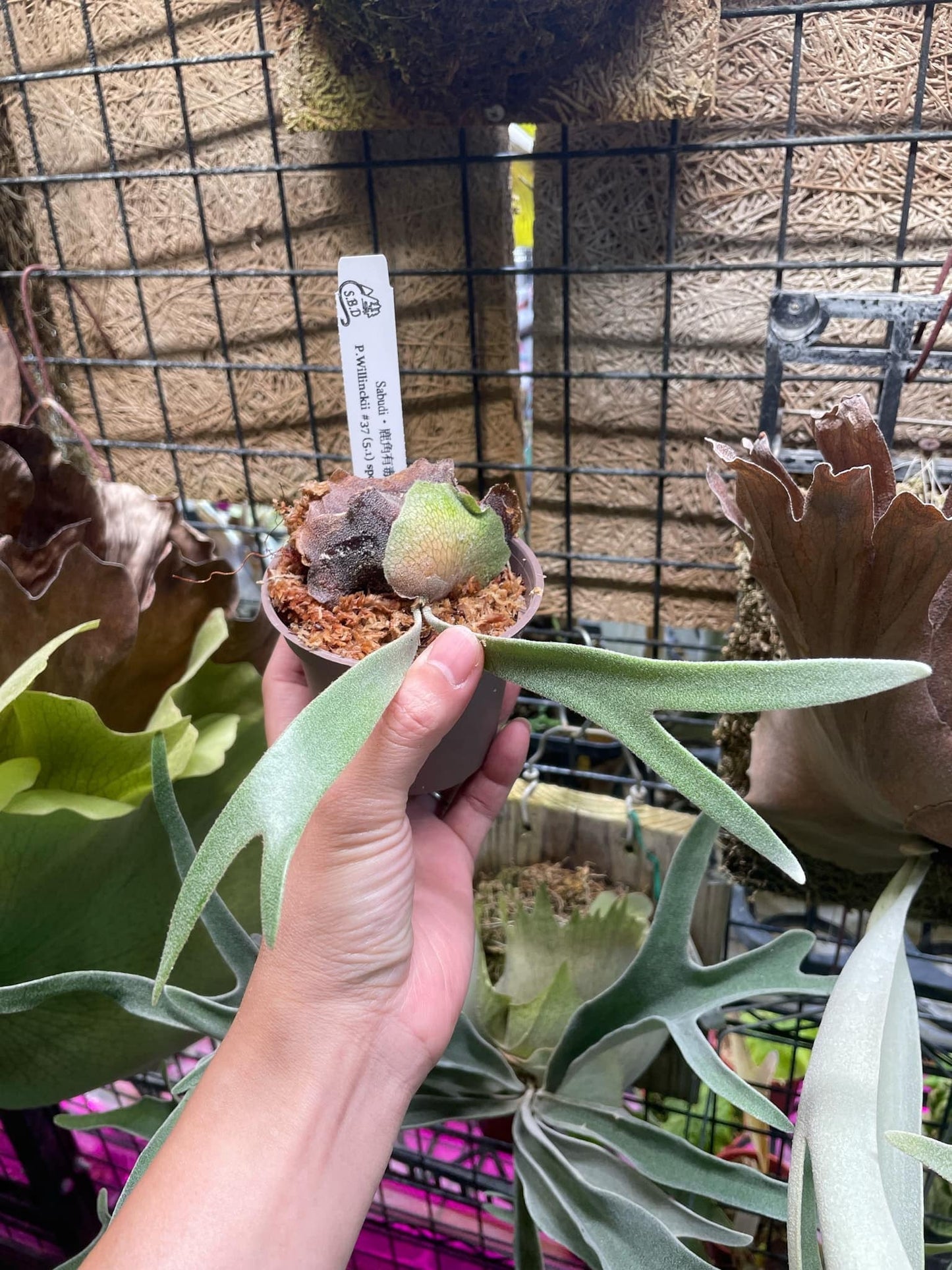 Platycerium Willinckii #37(5.1) spore select