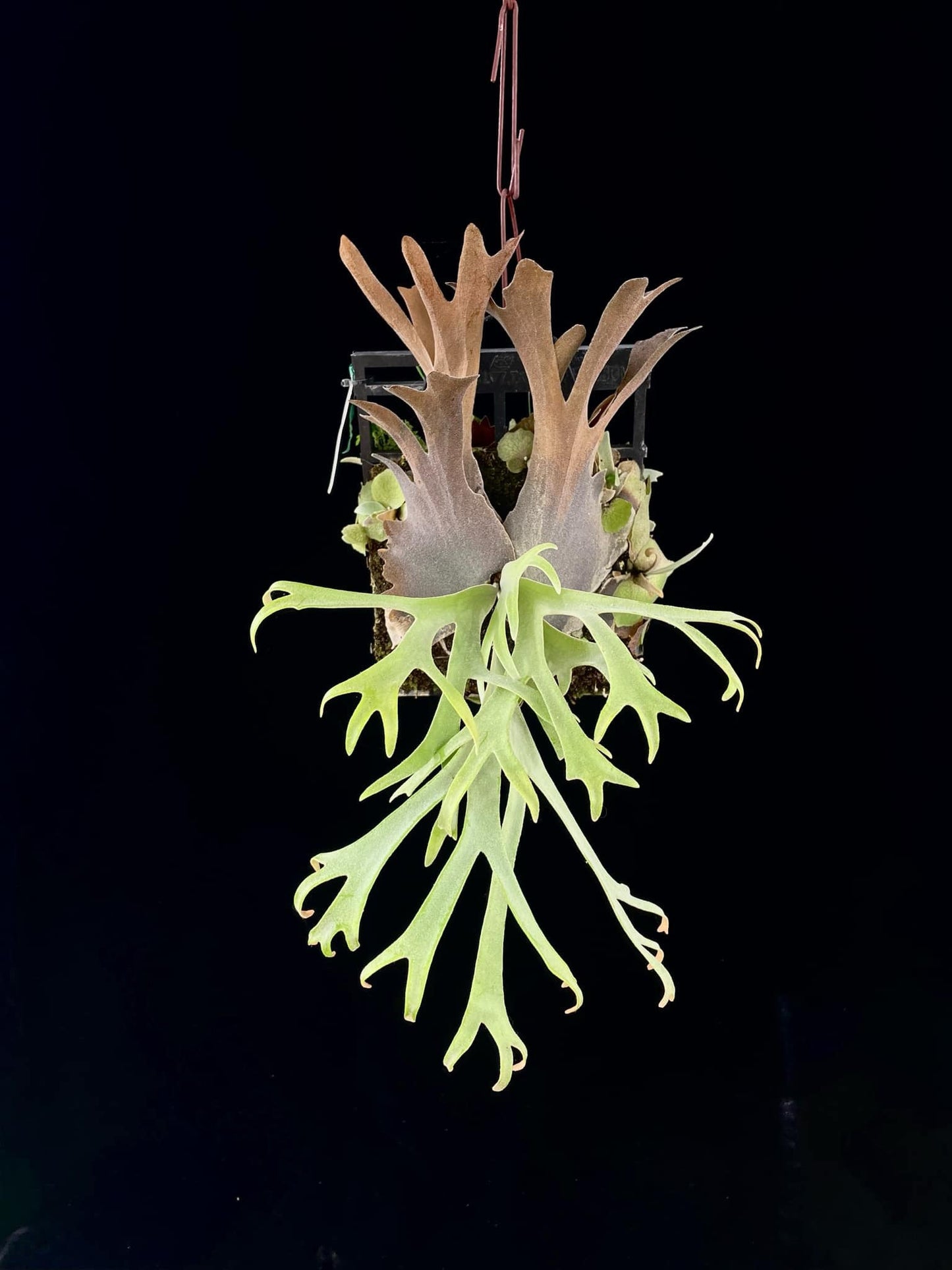 Platycerium Willinckii #37(5.1) spore select