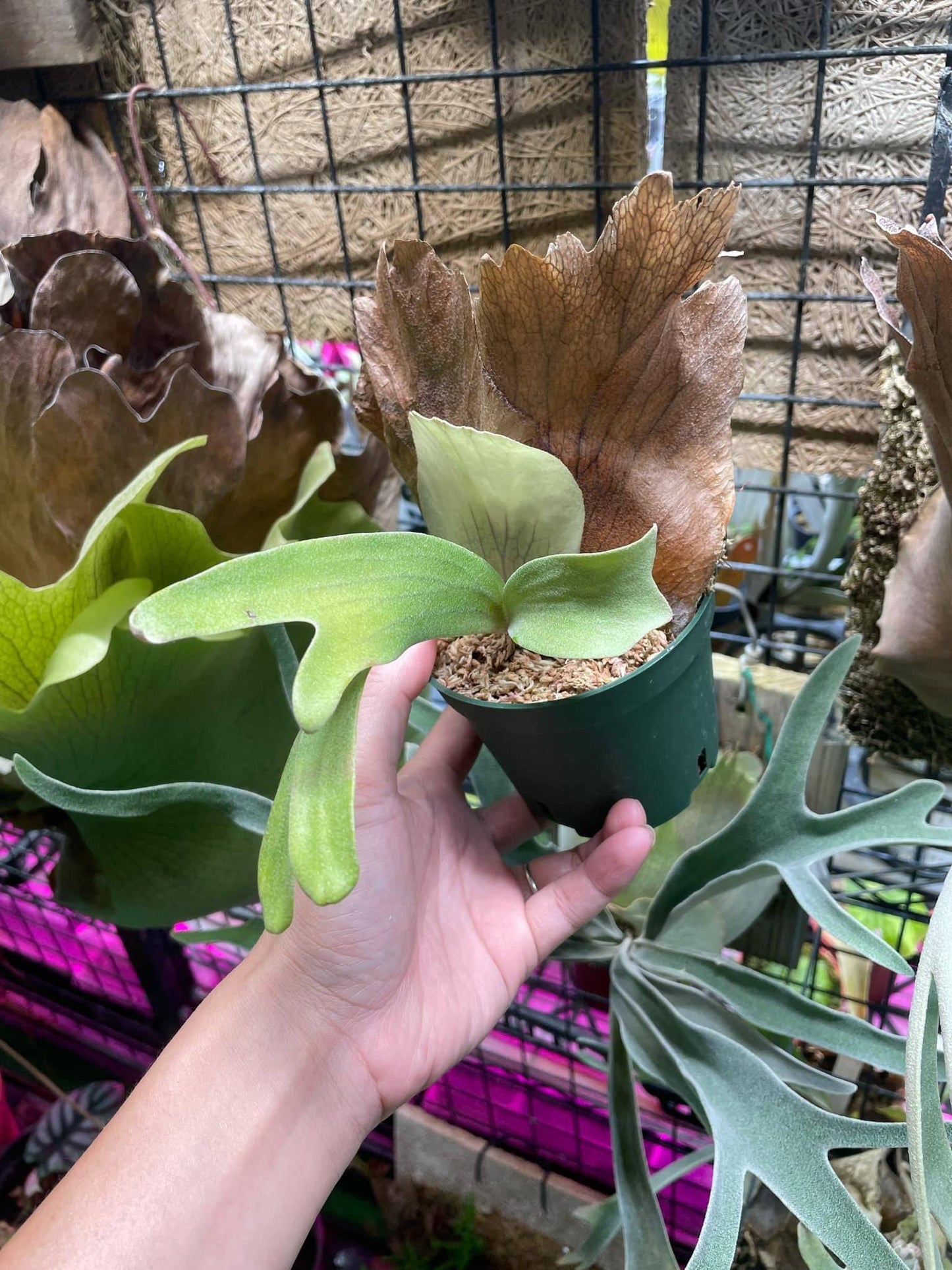 Platycerium Willinckii ”Zion”