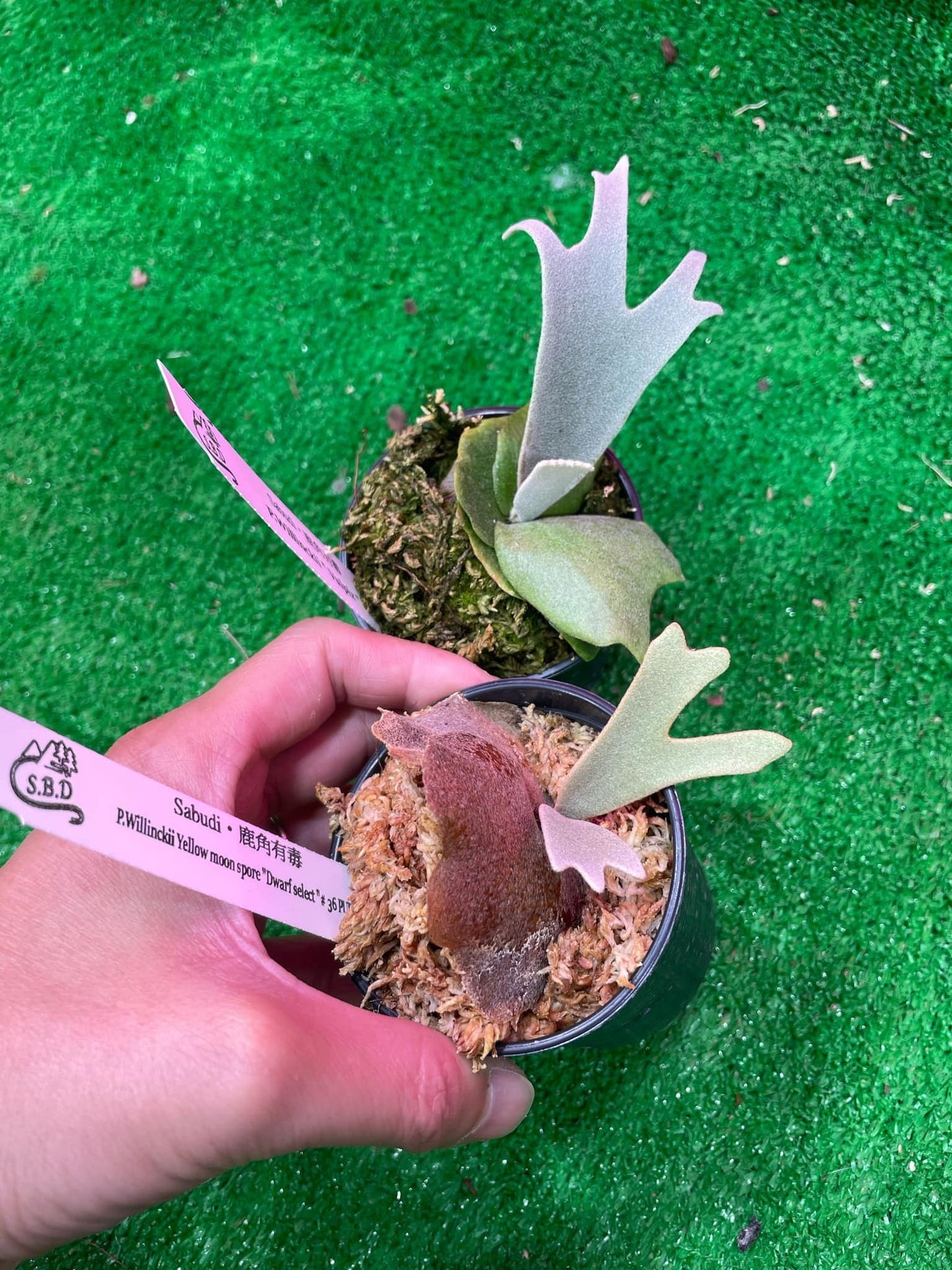 October Dwarf spree