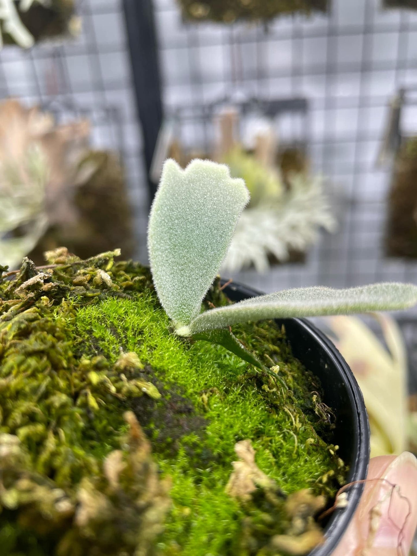 Platycerium Willinckii “Kaohom” pup