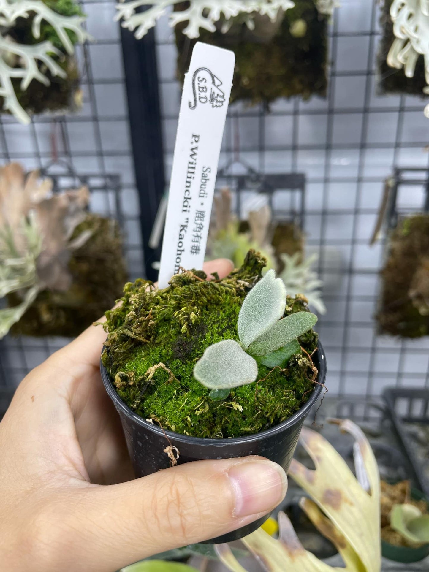 Platycerium Willinckii “Kaohom” pup