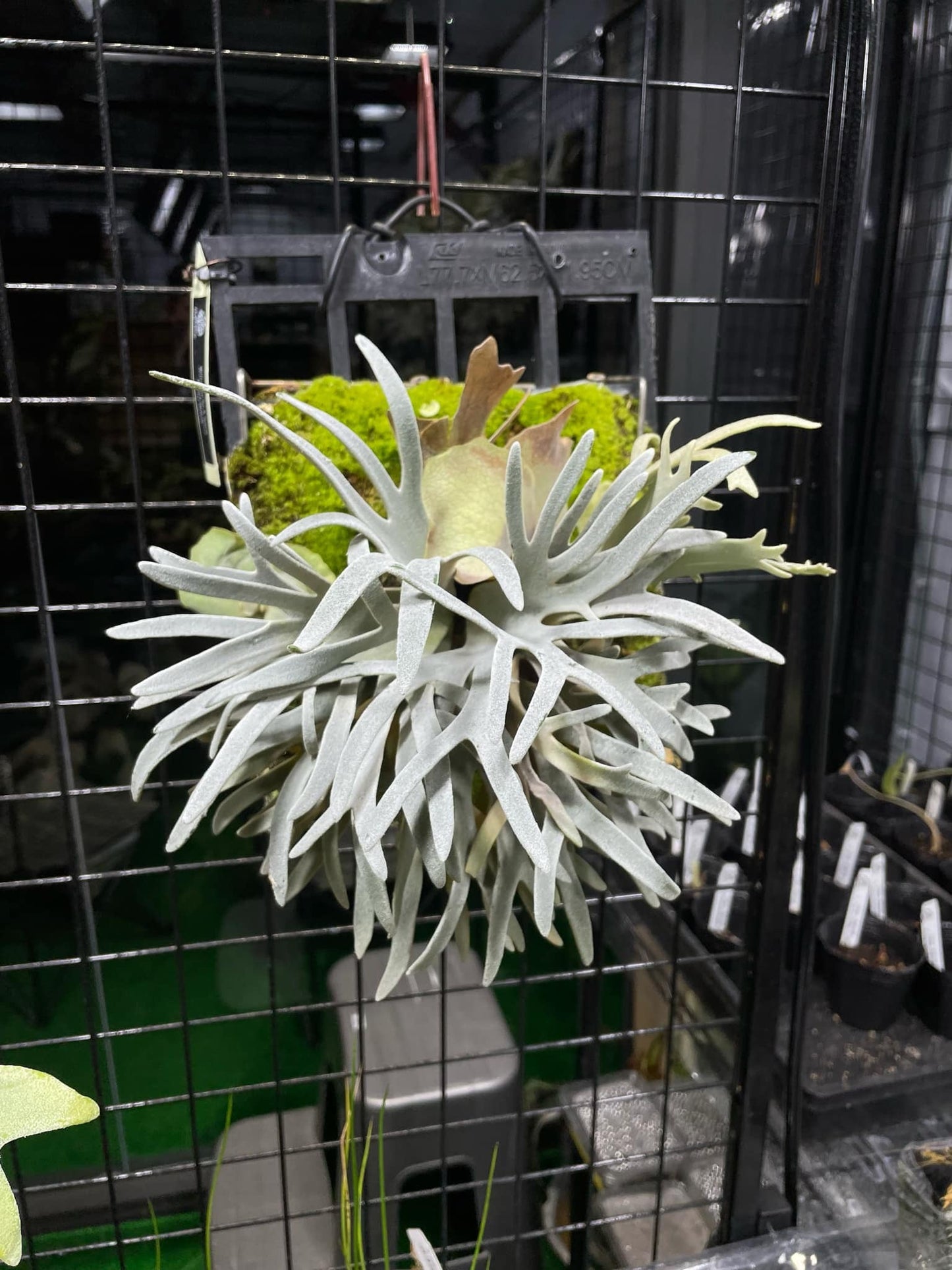 Platycerium Willinckii Sp.a spore “dwarf select “#1