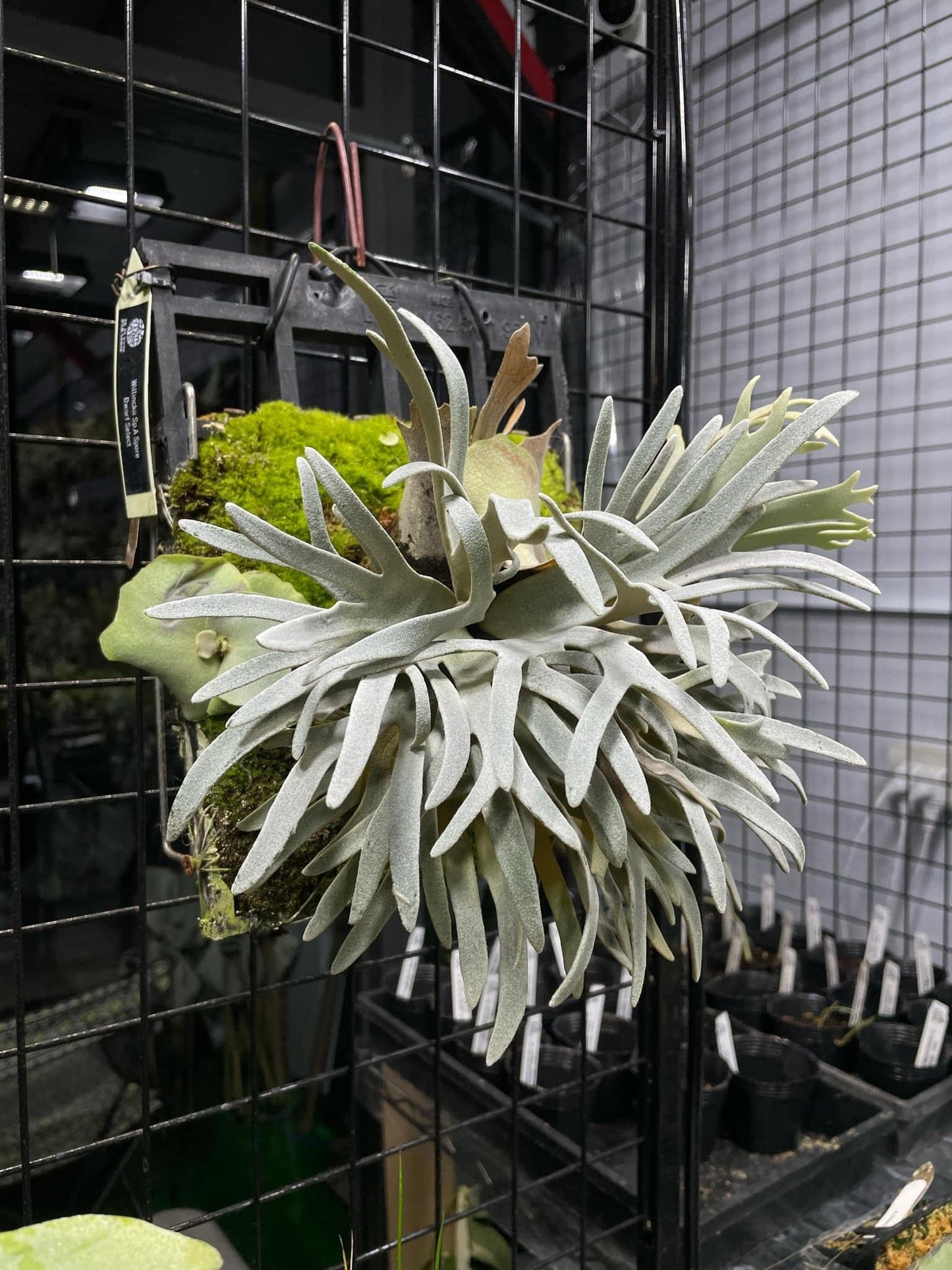 Platycerium Willinckii Sp.a spore “dwarf select “#1