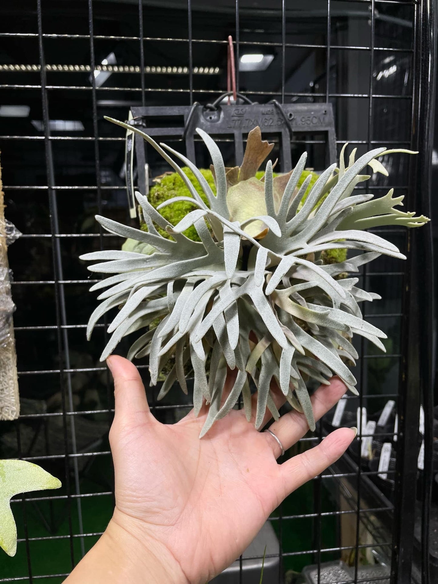 Platycerium Willinckii Sp.a spore “dwarf select “#1