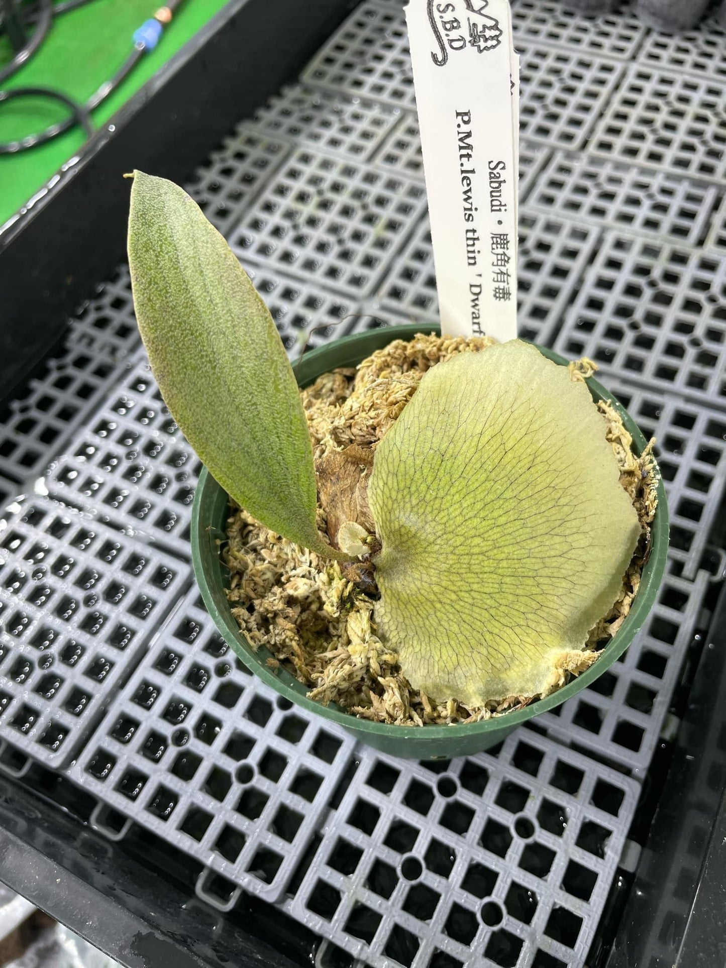 Platycerium Mt.Lewis thin “Dwarf”