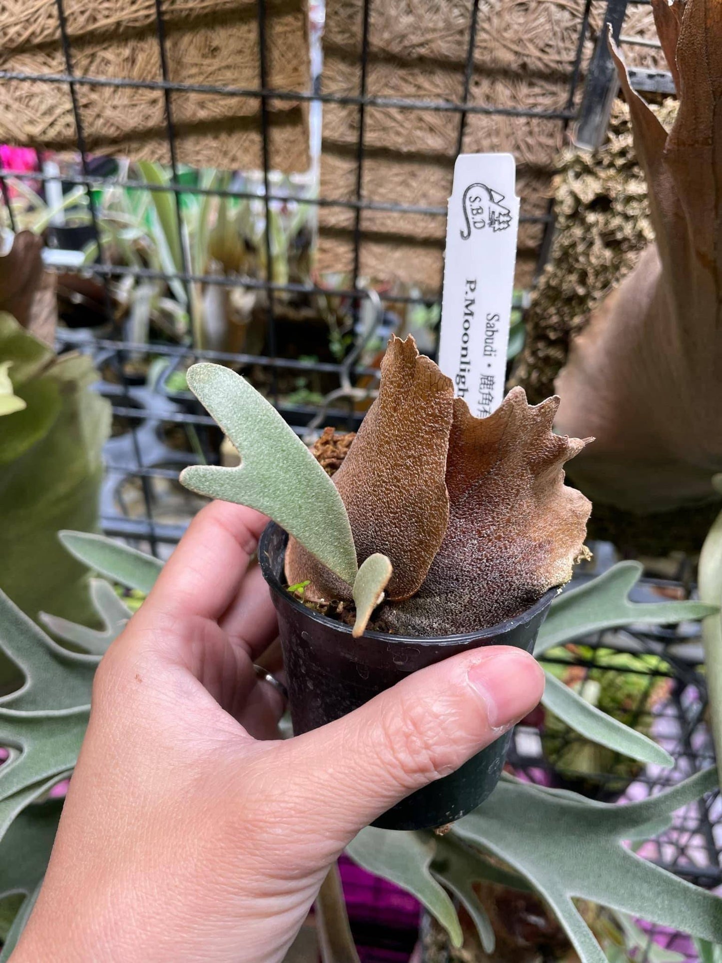 Young Platycerium Moonlight Willinckii in a small pot with ID tag, showing early growth stage. Great for plant enthusiasts and collectors.