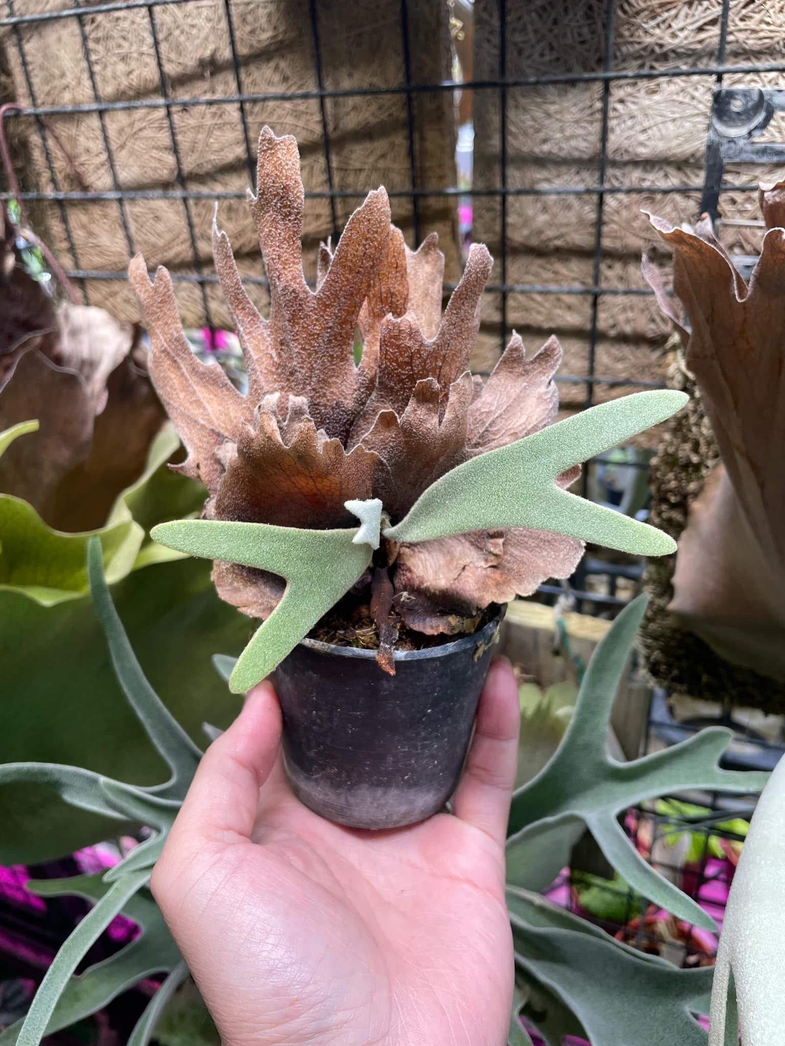 HCorchids