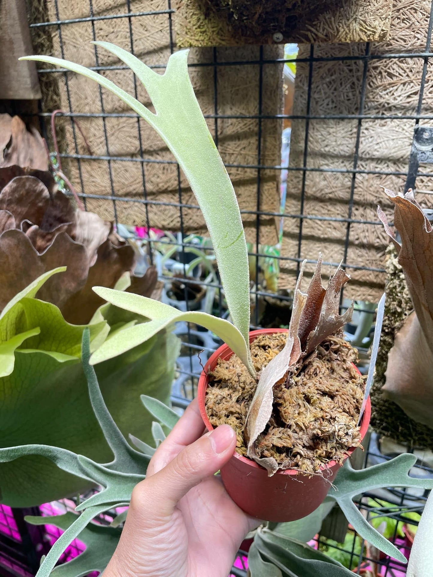 Platycerium Veitchii Sliver