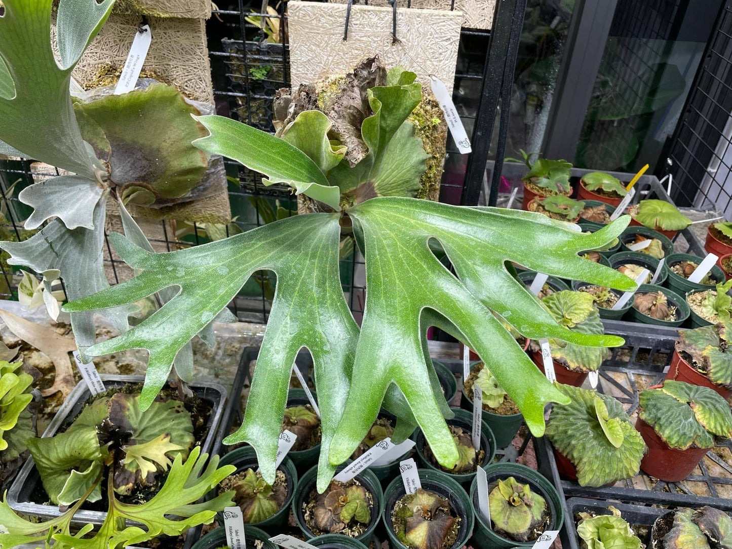 Platycerium Lucy