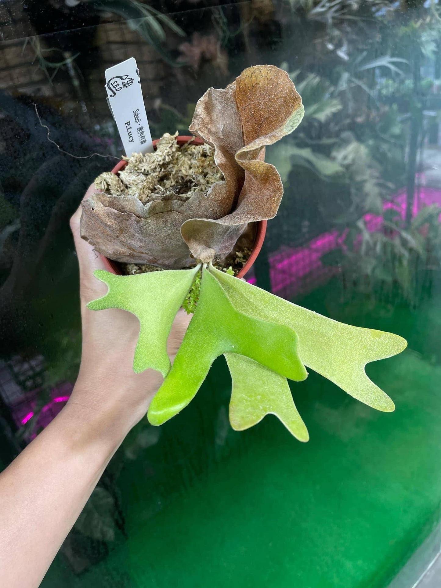 Platycerium Lucy
