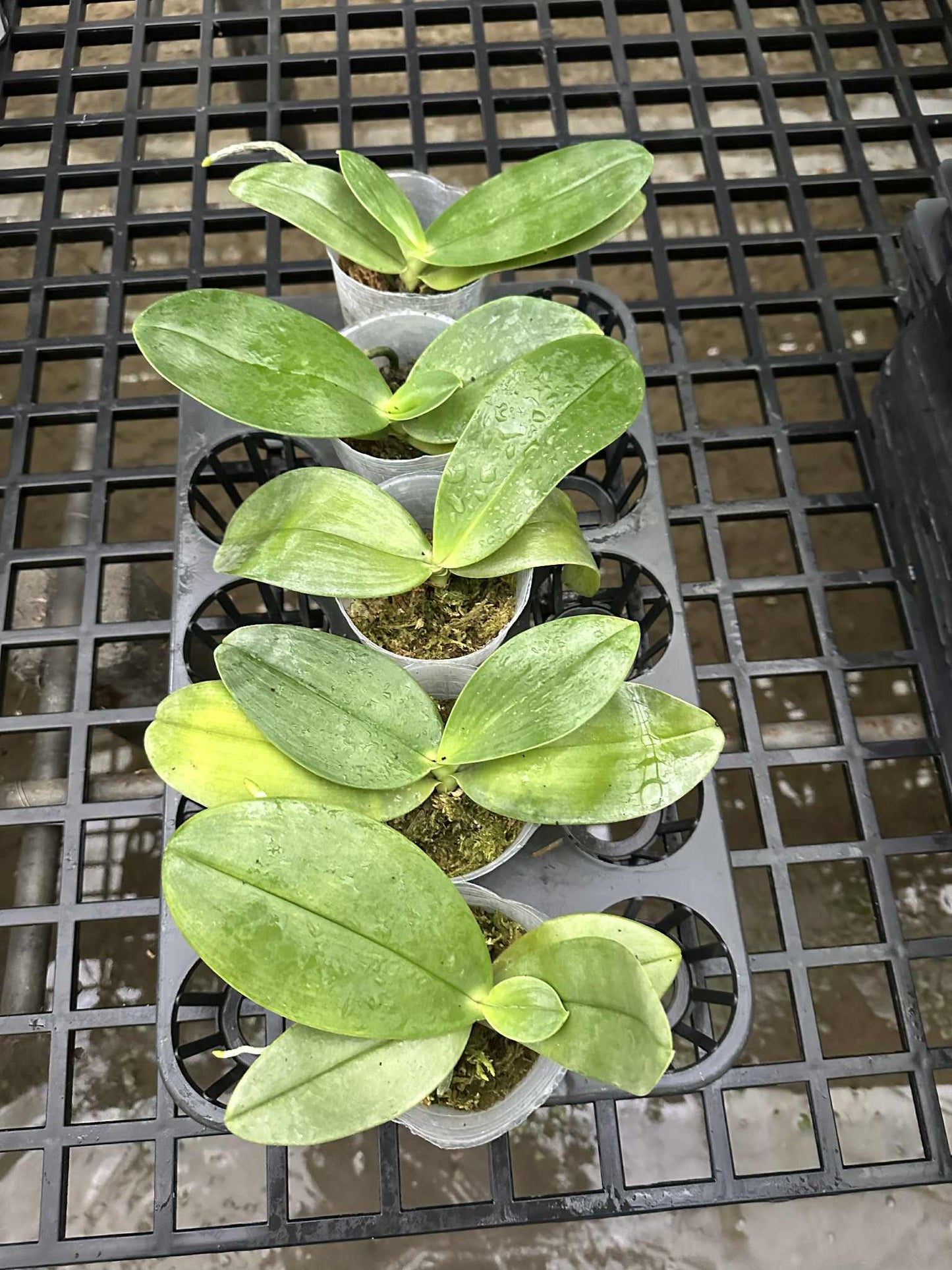 Phal. gigantea