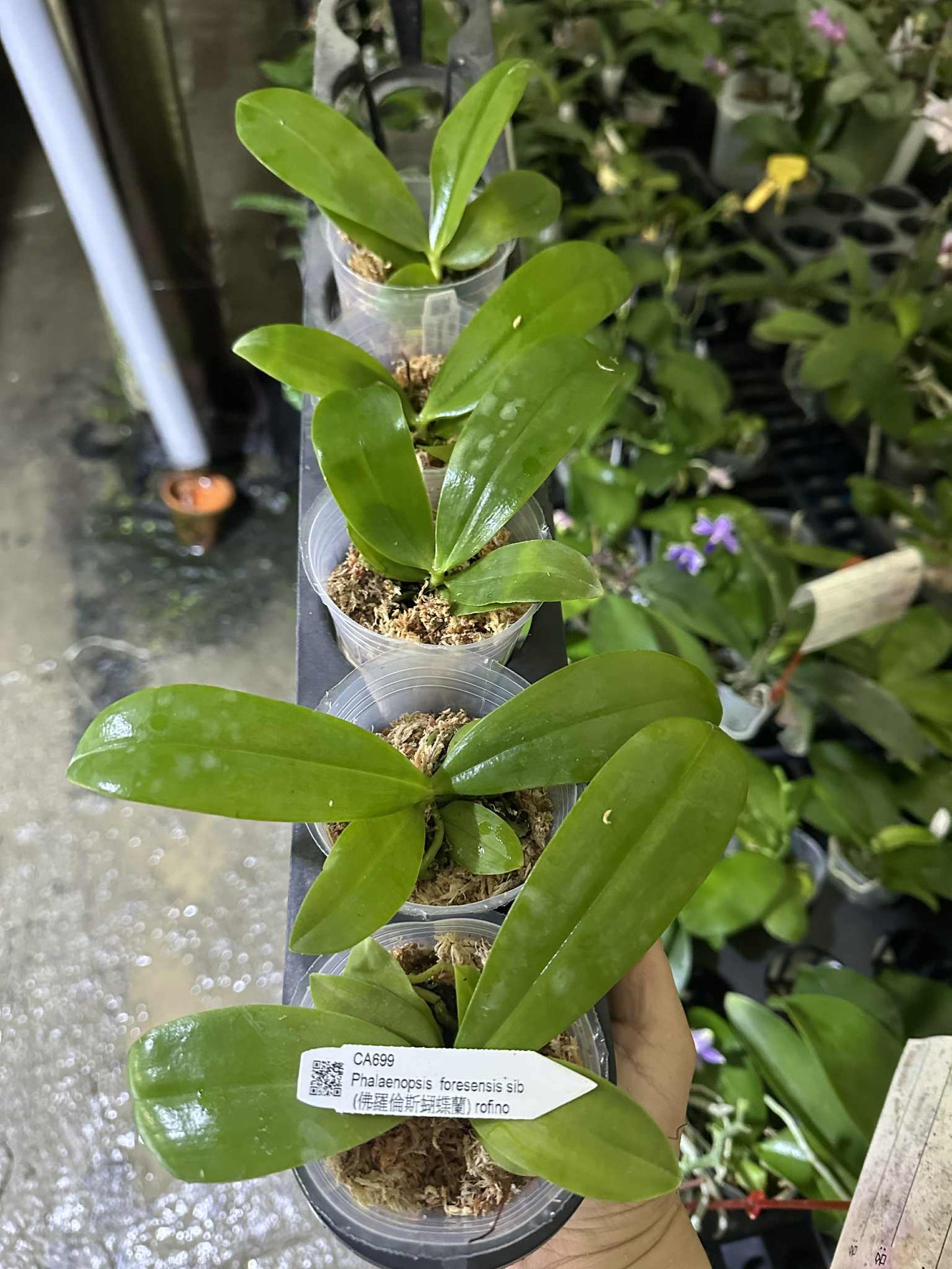 Phalaenopsis foresensis x sib