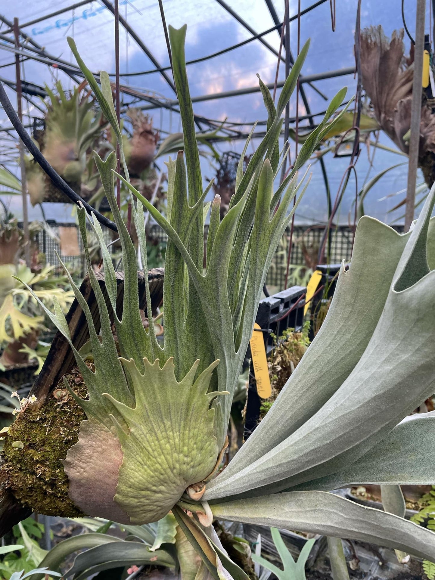 Platycerium Veitchii Wild SBD#8